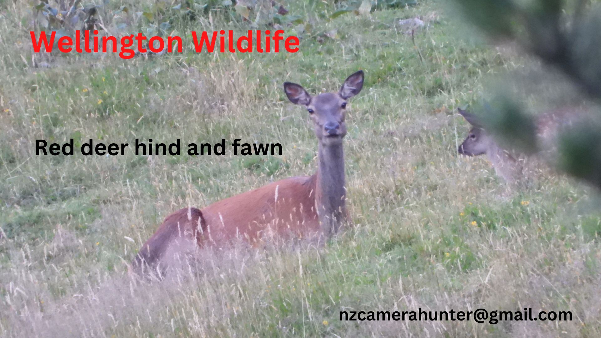 Name:  Red deer hind and fawn.jpg
Views: 433
Size:  295.9 KB