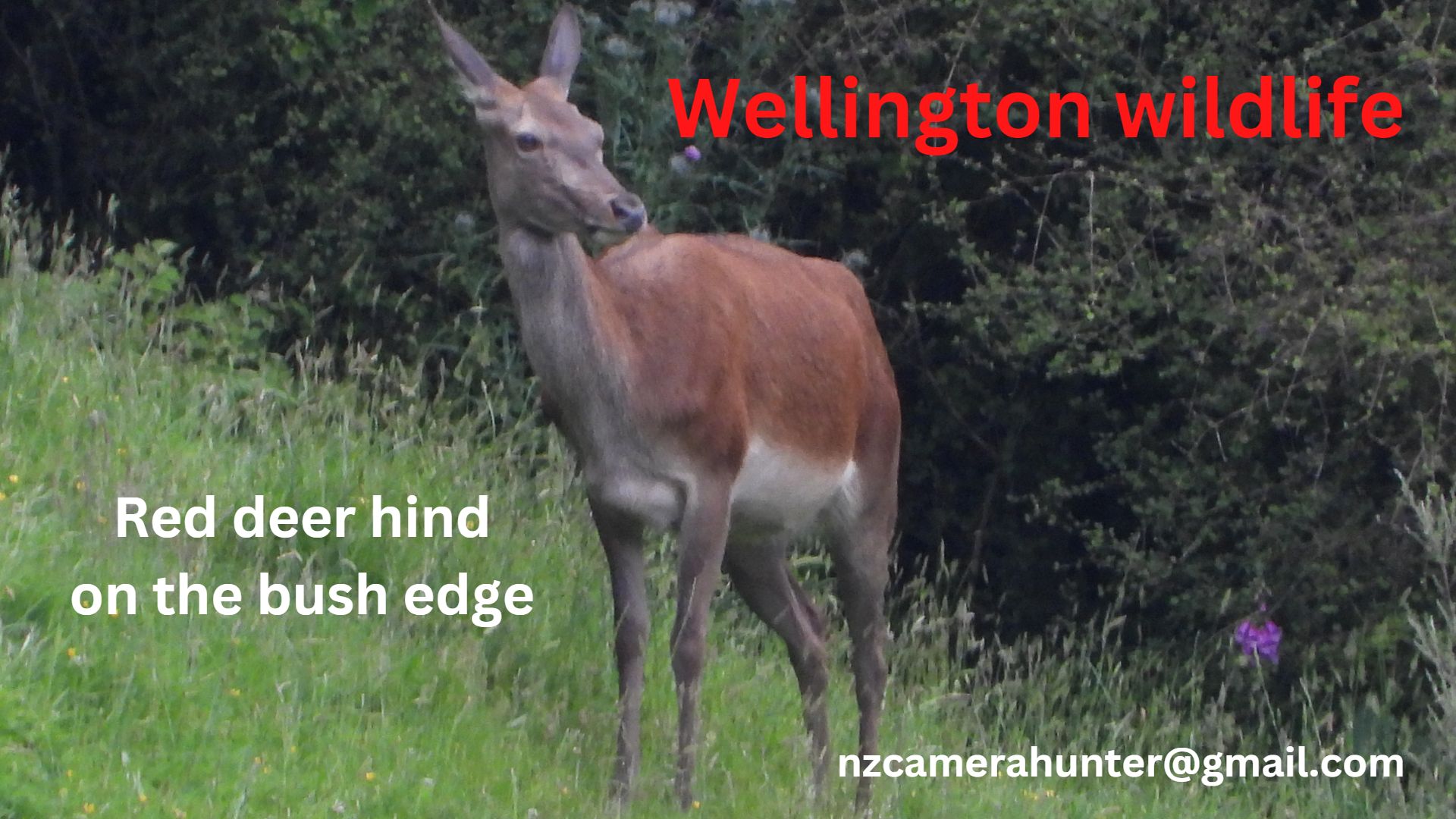 Name:  Red deer hind on the bush edge.jpg
Views: 383
Size:  282.7 KB