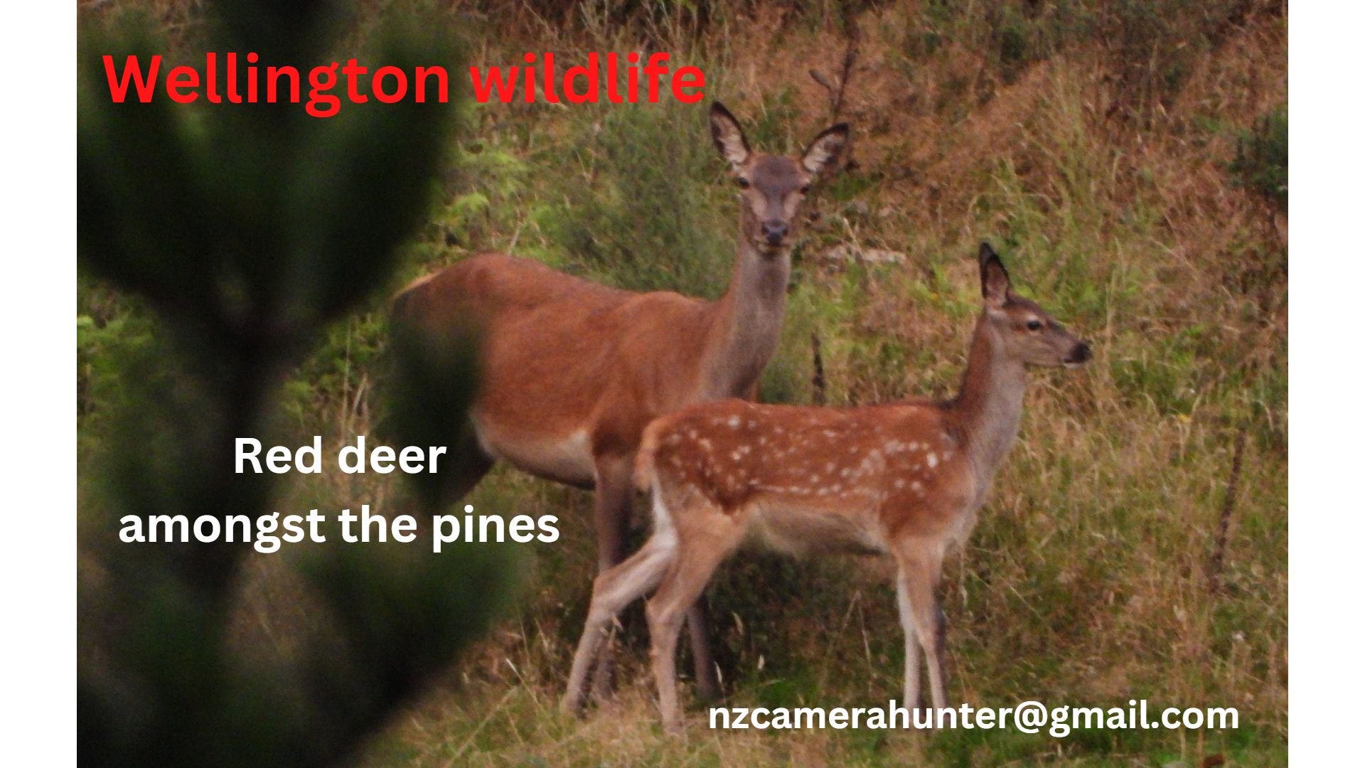 Name:  Red deer amongst the pines.jpg
Views: 701
Size:  257.5 KB
