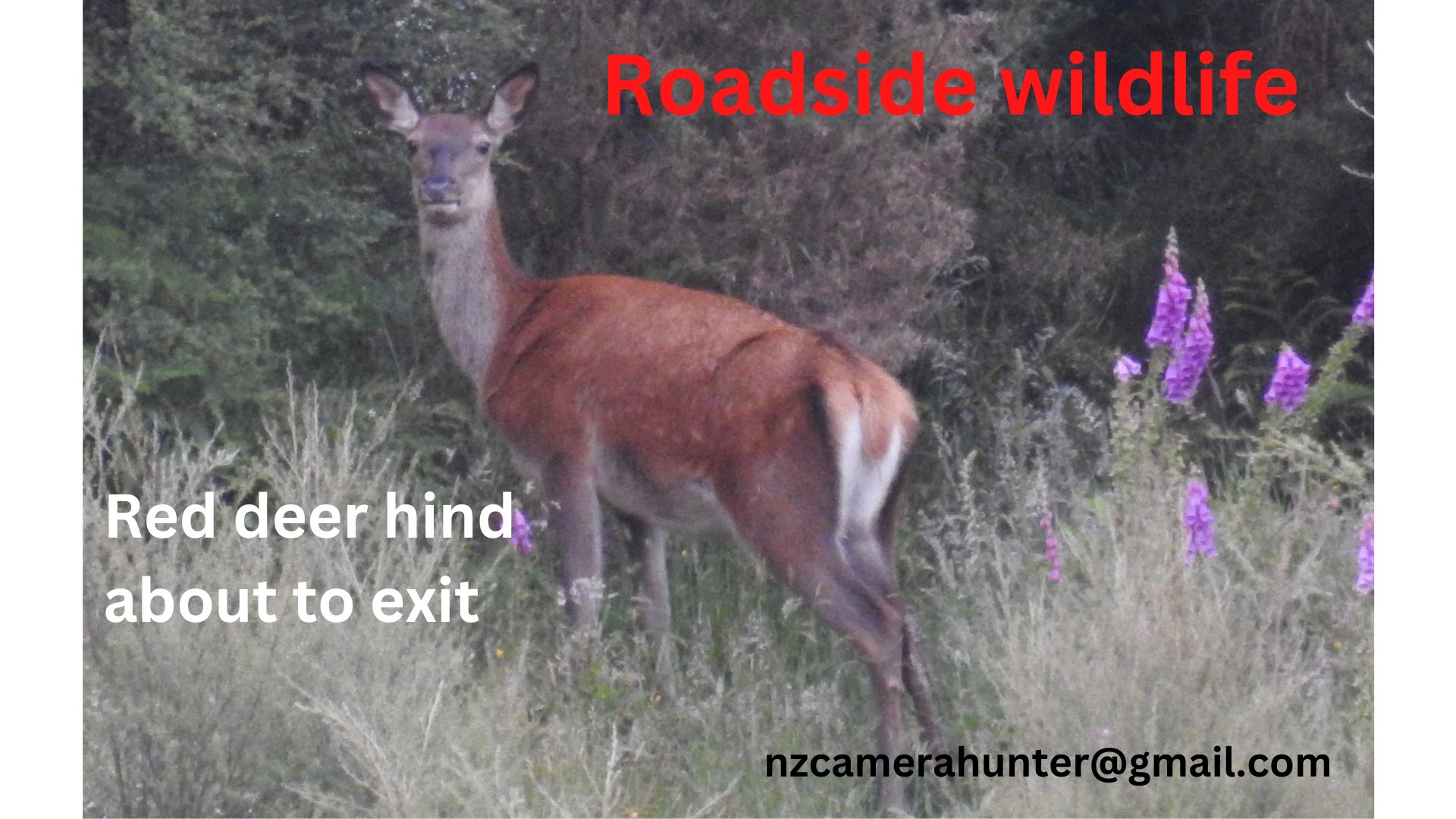 Name:  RW - Red deer hind about to exit.jpg
Views: 677
Size:  270.2 KB