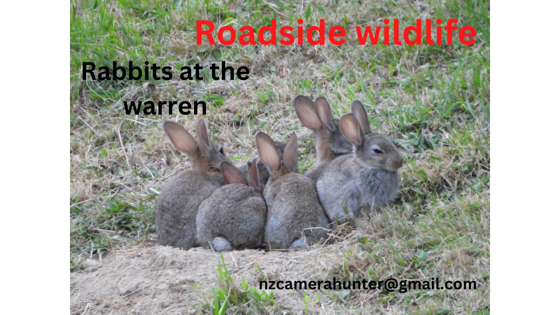 Name:  RW - Rabbits at the warren.jpg
Views: 656
Size:  329.1 KB