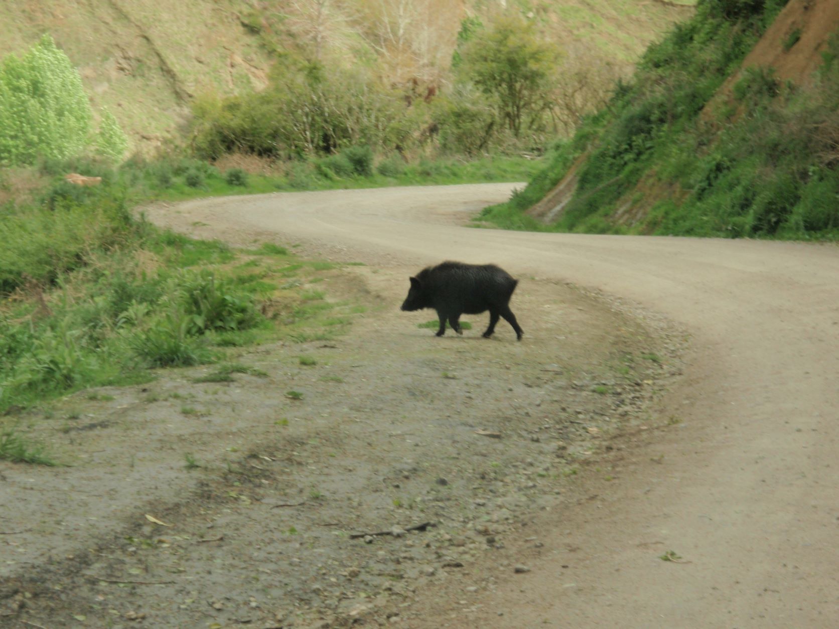 Name:  pig on a road.JPG
Views: 818
Size:  247.3 KB
