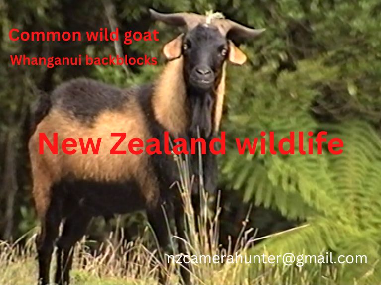 Name:  Whanganui goat.jpg
Views: 246
Size:  73.5 KB