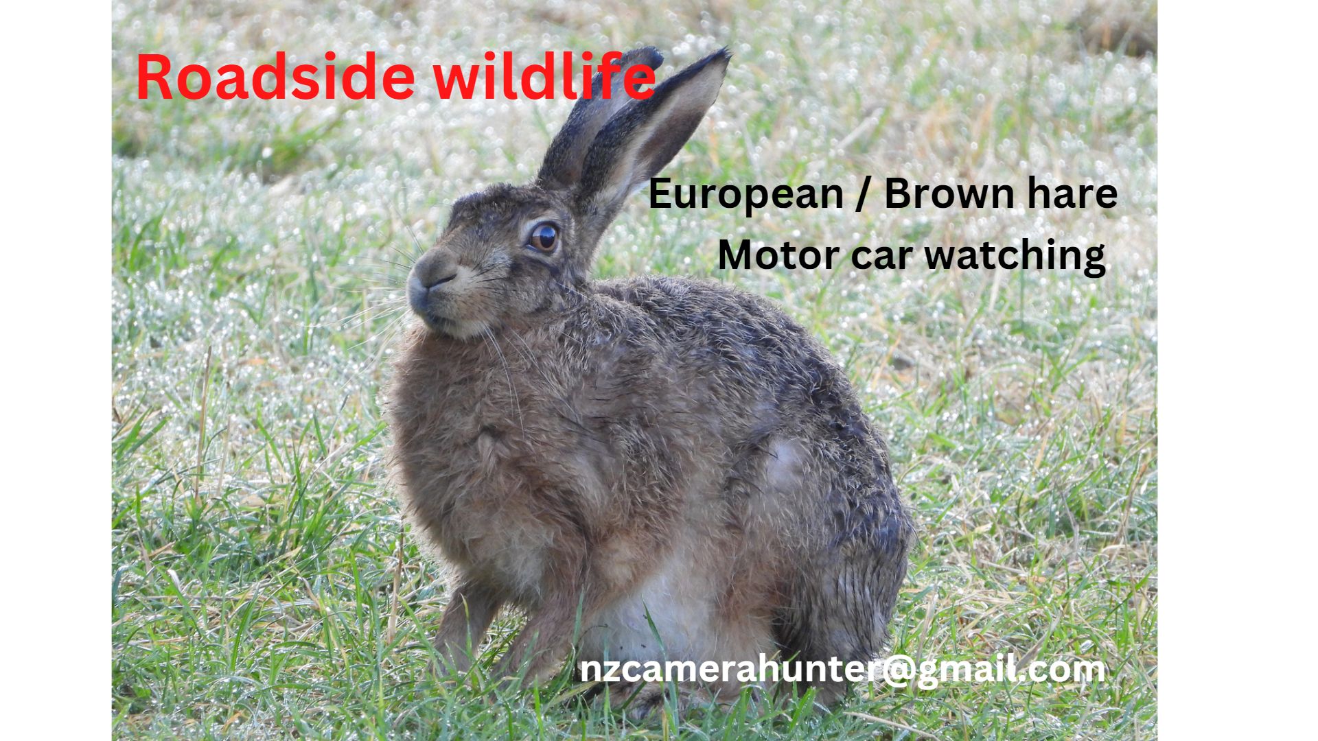 Name:  HARE 2 watching car.jpg
Views: 473
Size:  364.0 KB