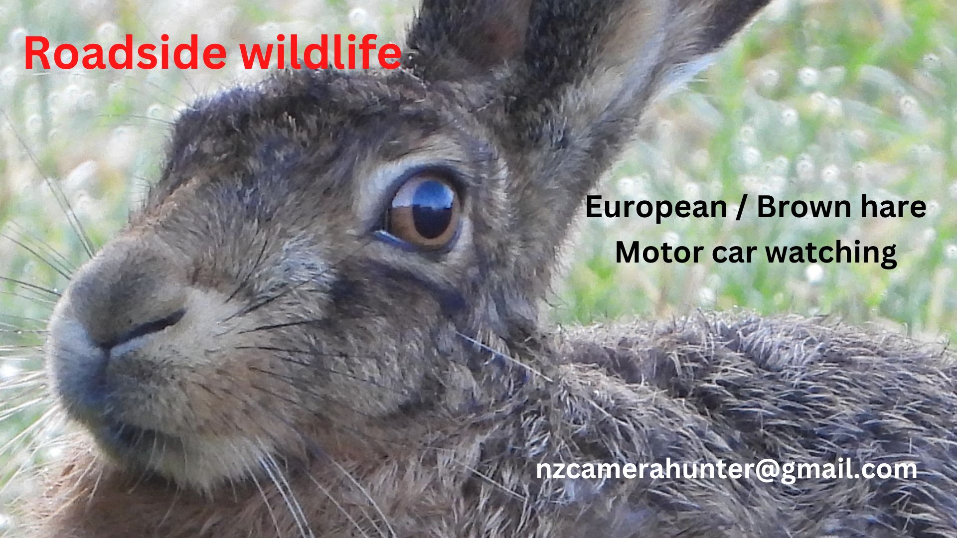 Name:  HARE  watching car.jpg
Views: 670
Size:  303.5 KB