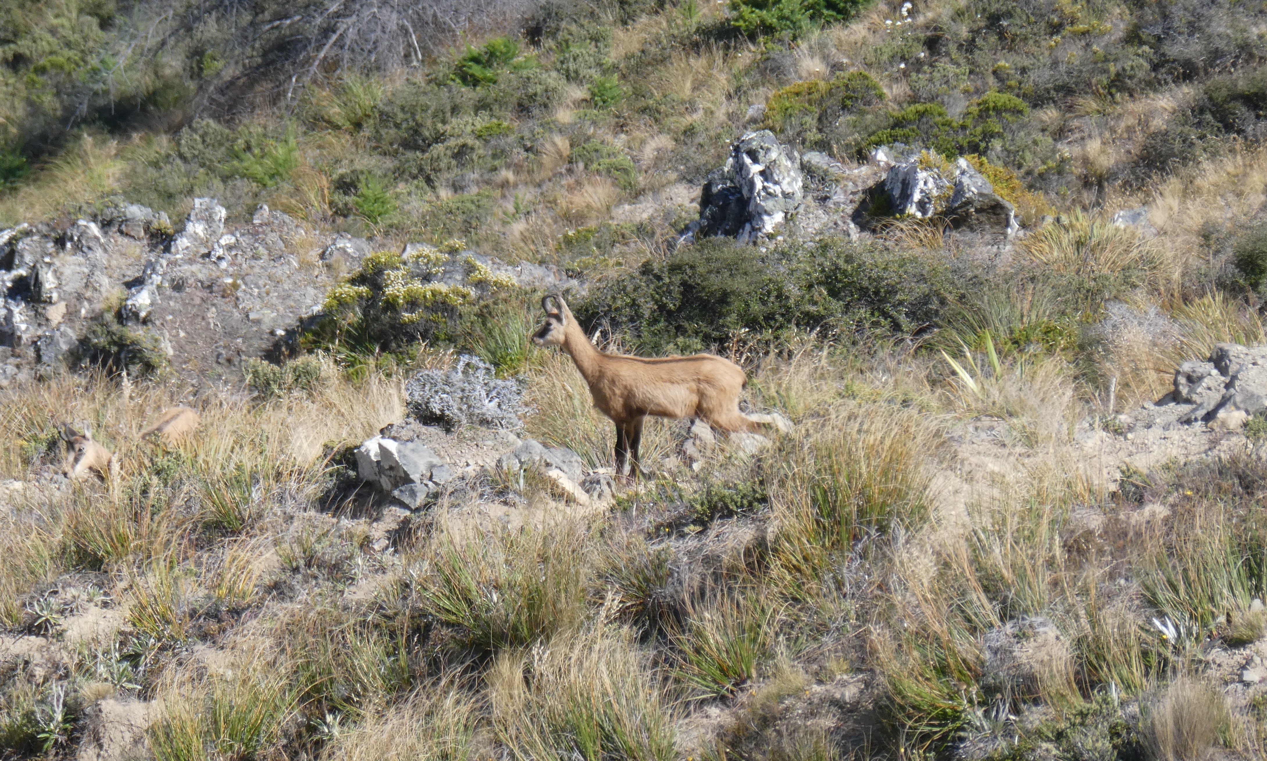 Name:  Chamois 1.JPG
Views: 251
Size:  3.63 MB