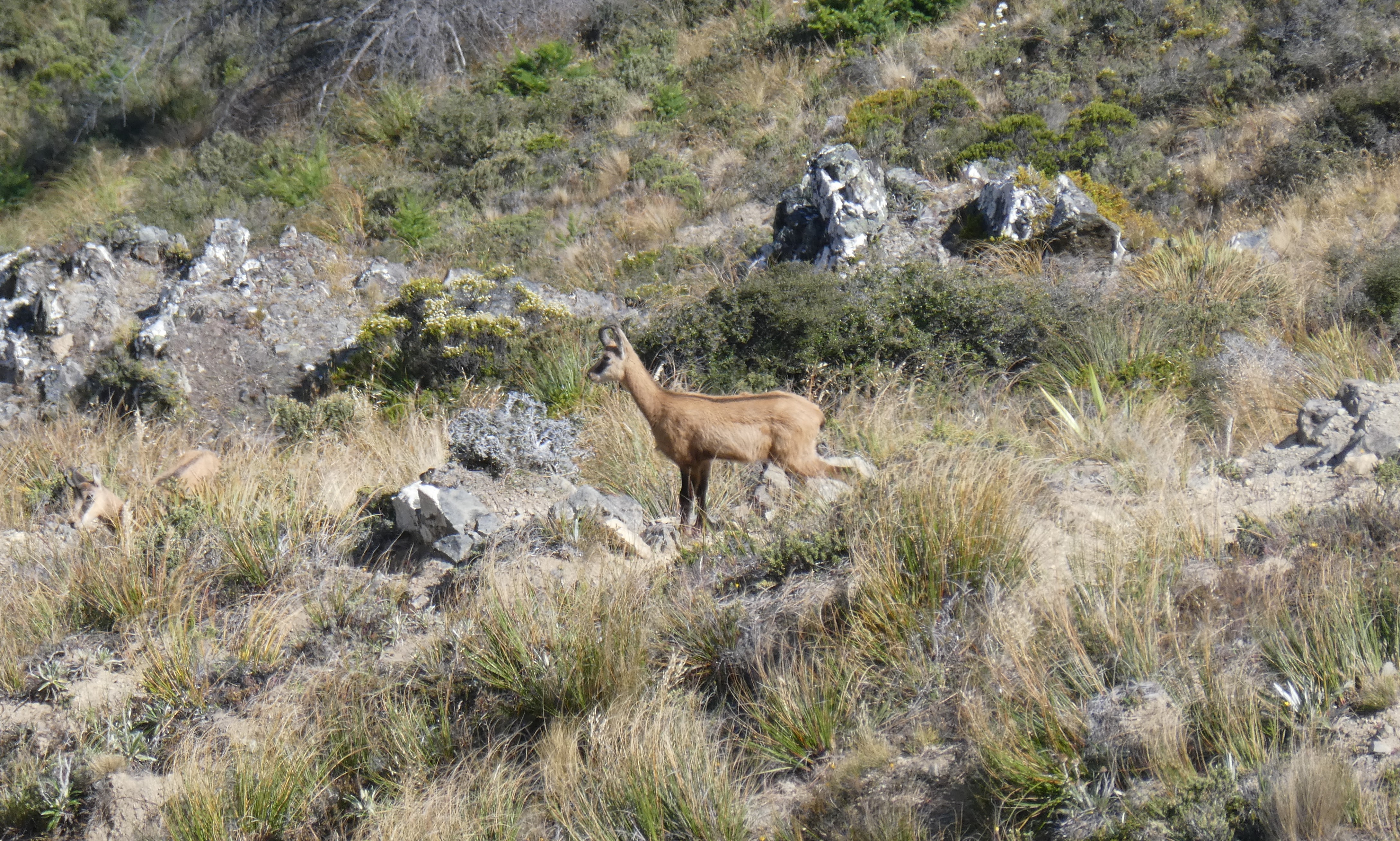 Name:  Chamois 1.JPG
Views: 216
Size:  3.63 MB