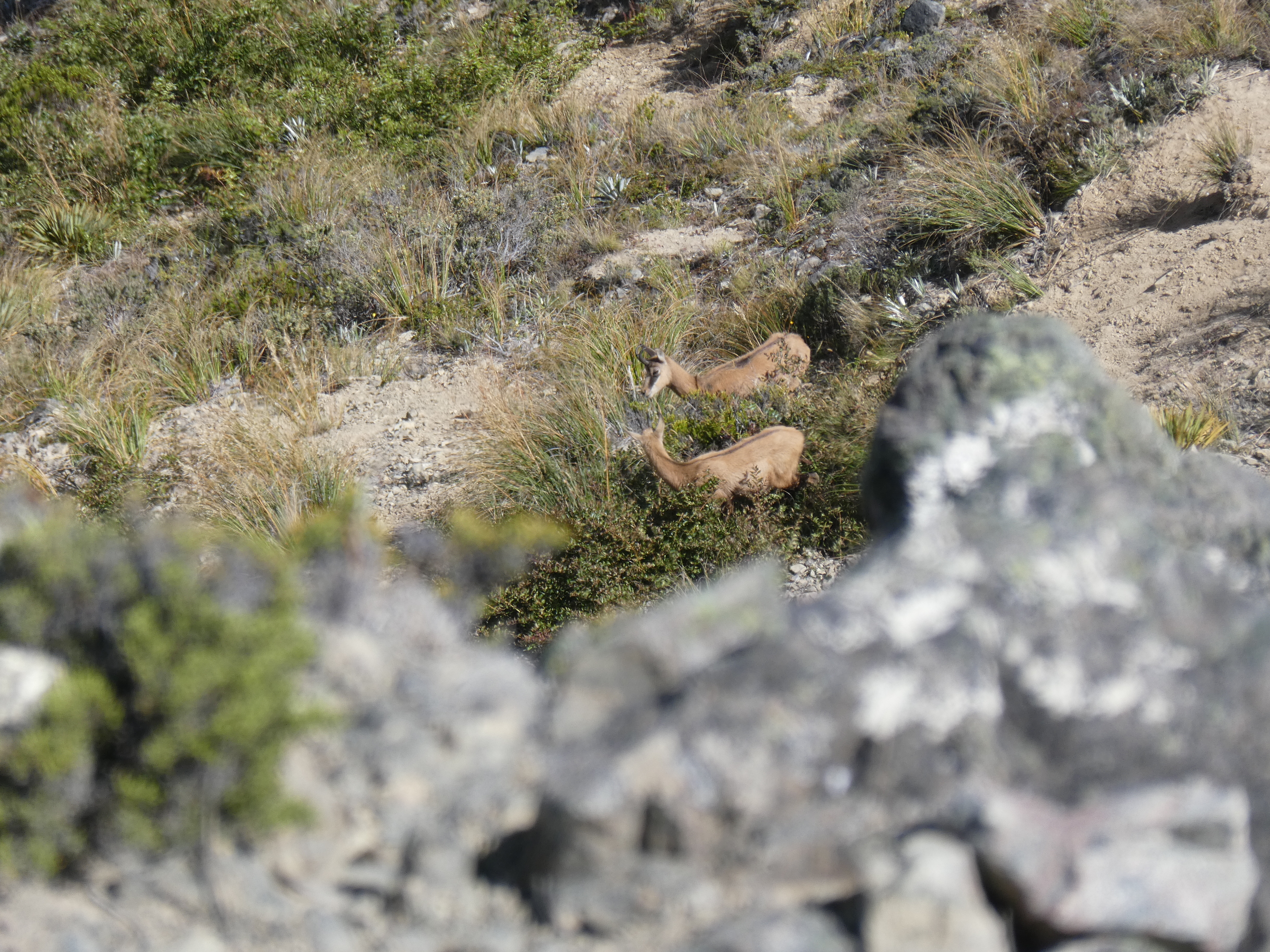 Name:  Chamois 2.JPG
Views: 233
Size:  8.69 MB