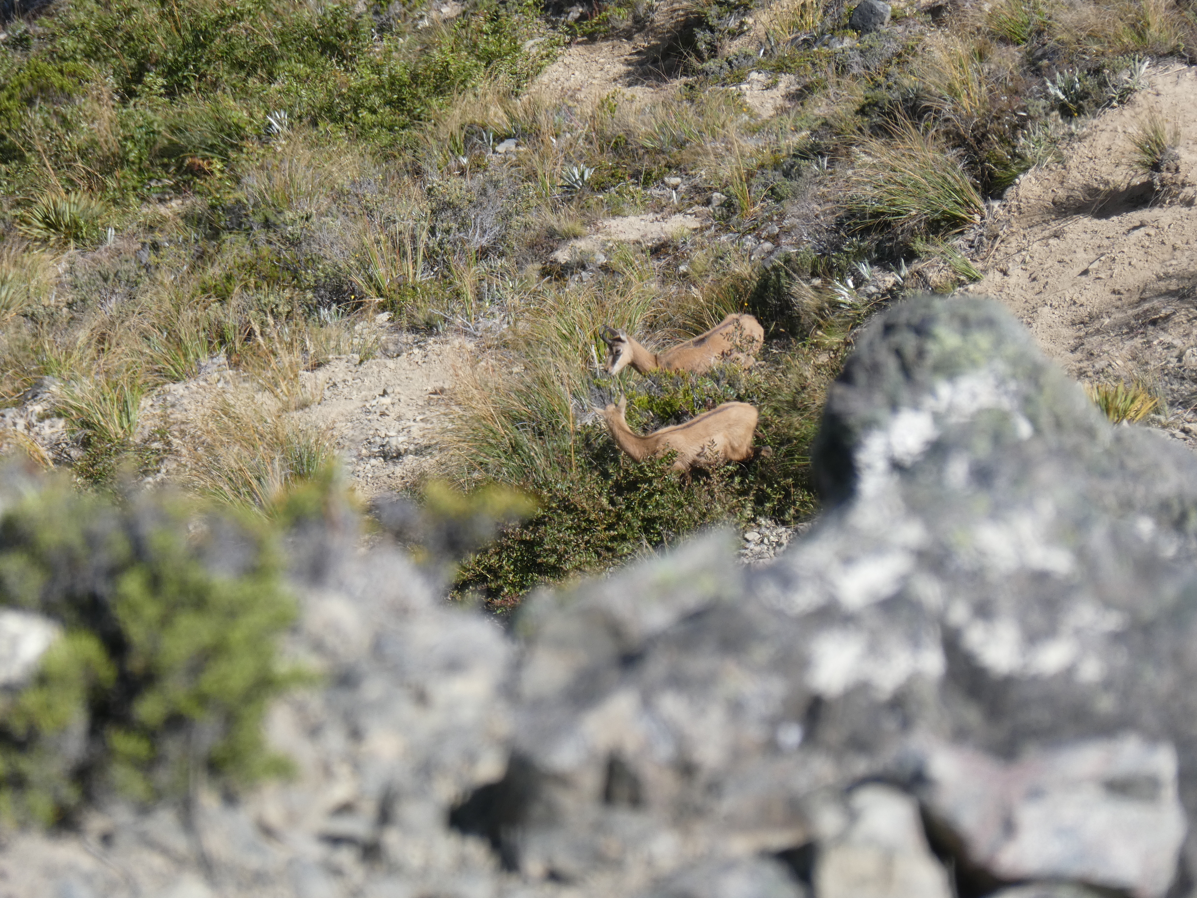 Name:  Chamois 2.JPG
Views: 202
Size:  8.69 MB