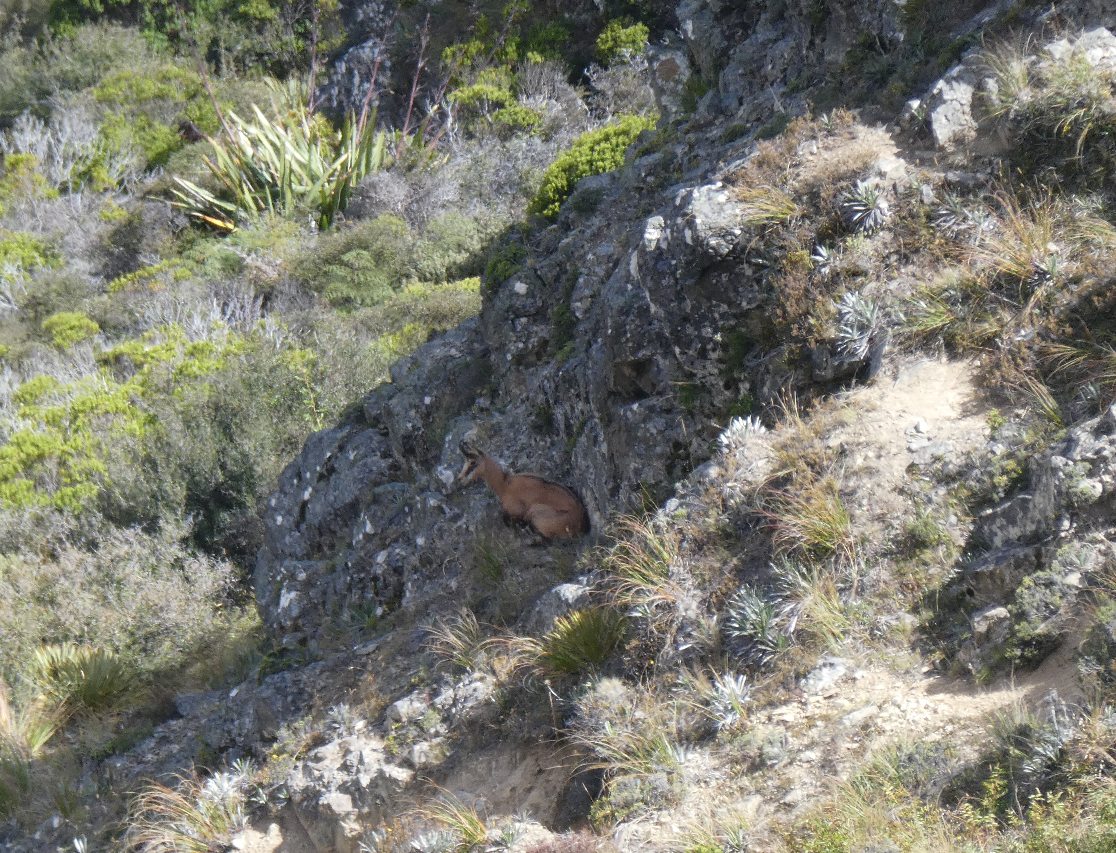 Name:  Chamois 3.JPG
Views: 192
Size:  2.93 MB