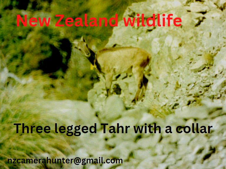 Name:  3 legged thar.jpg
Views: 131
Size:  80.2 KB