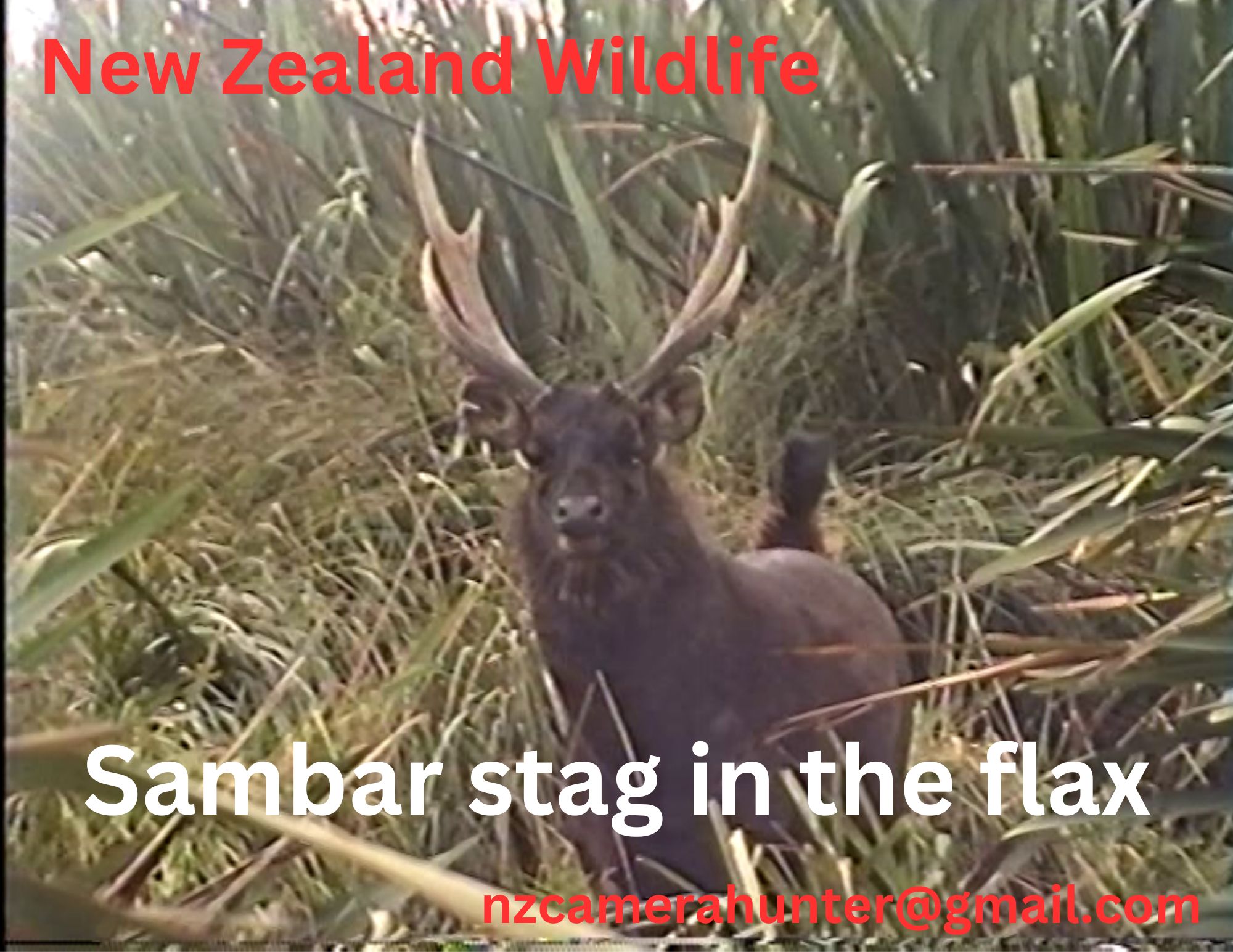 Name:  COLOURED STAG.jpg
Views: 196
Size:  332.1 KB