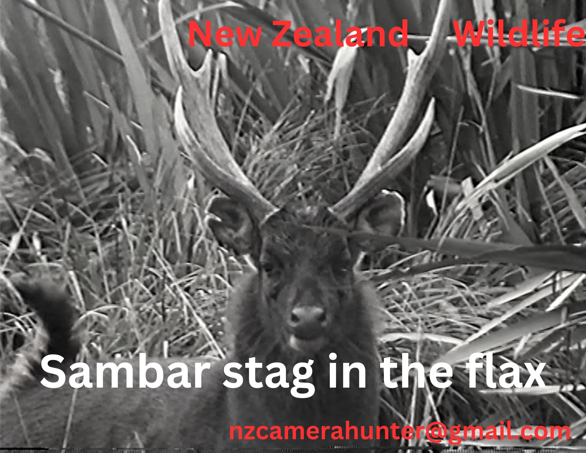 Name:  SAMBAR STAG.jpg
Views: 163
Size:  344.5 KB