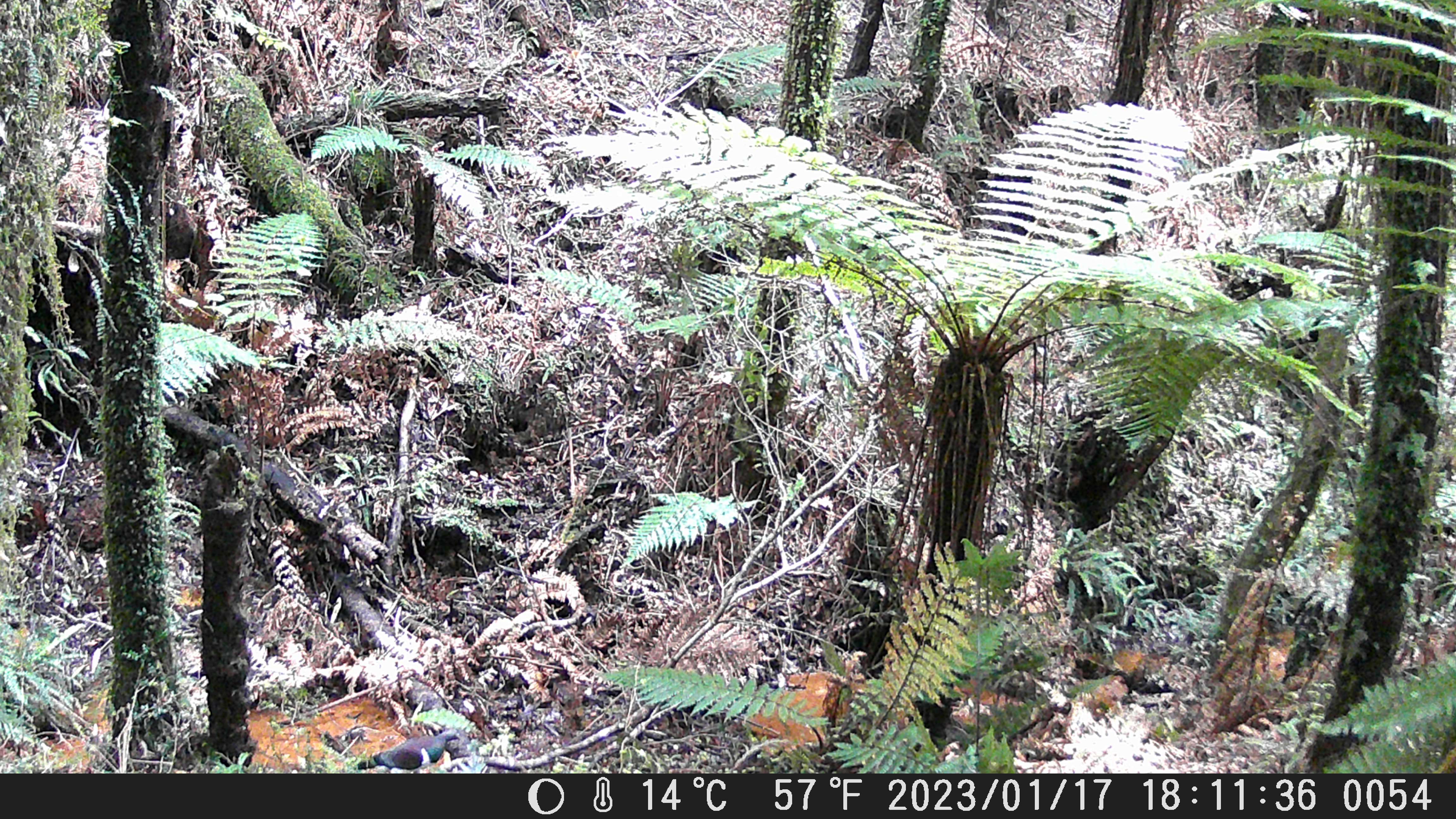 Name:  DSCF0054.JPG
Views: 1159
Size:  4.82 MB