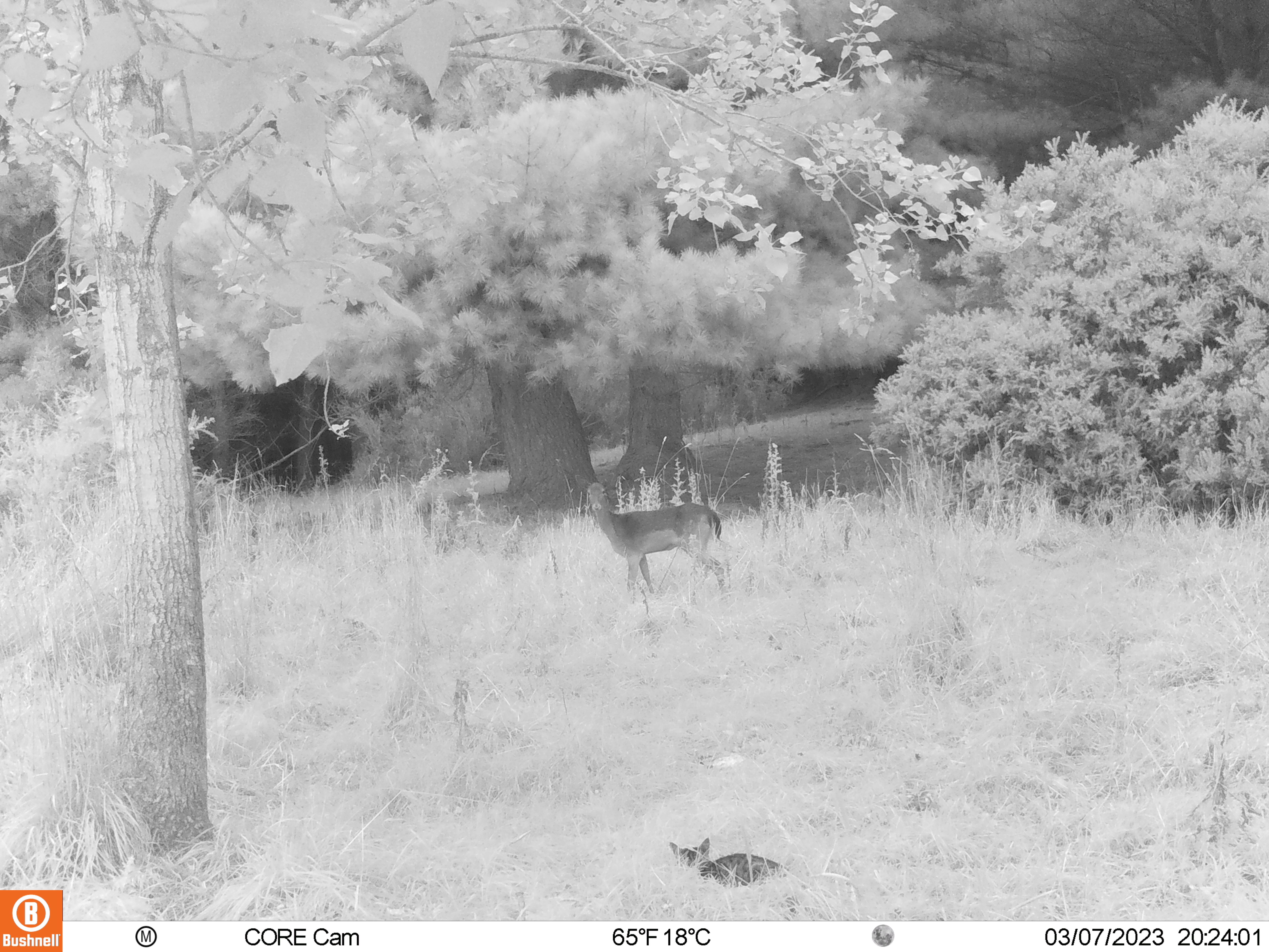 Name:  Deer and Cat.JPG
Views: 1036
Size:  3.87 MB
