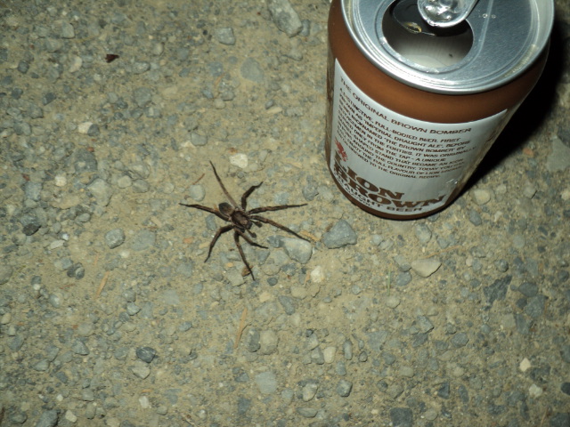 Name:  picture 3297.jpg
Views: 245
Size:  164.8 KB