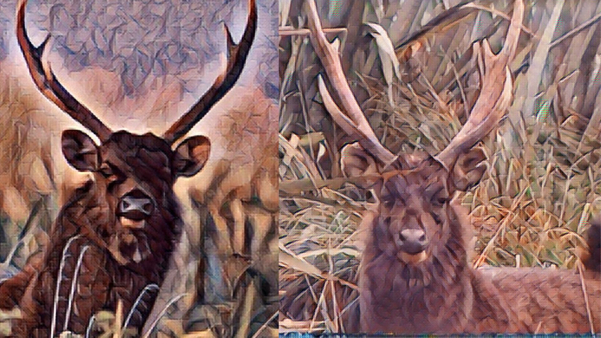 Name:  Forum Canva Stag.jpg
Views: 162
Size:  342.3 KB