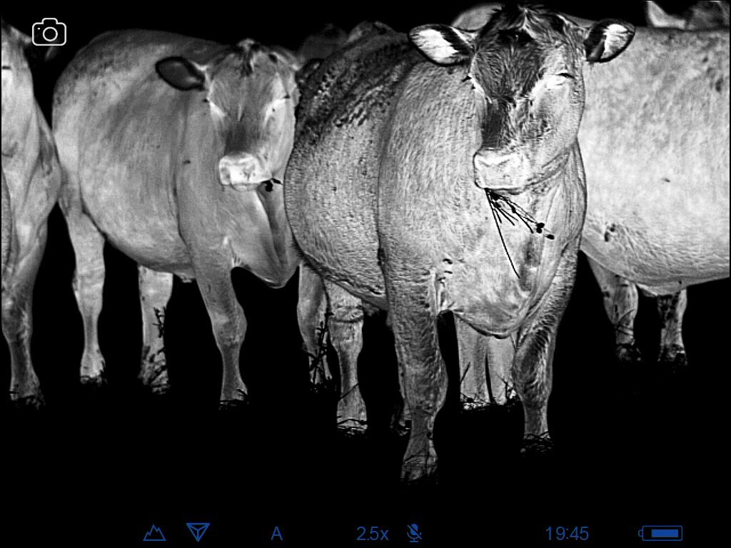 Name:  20 month steers.jpg
Views: 601
Size:  125.1 KB
