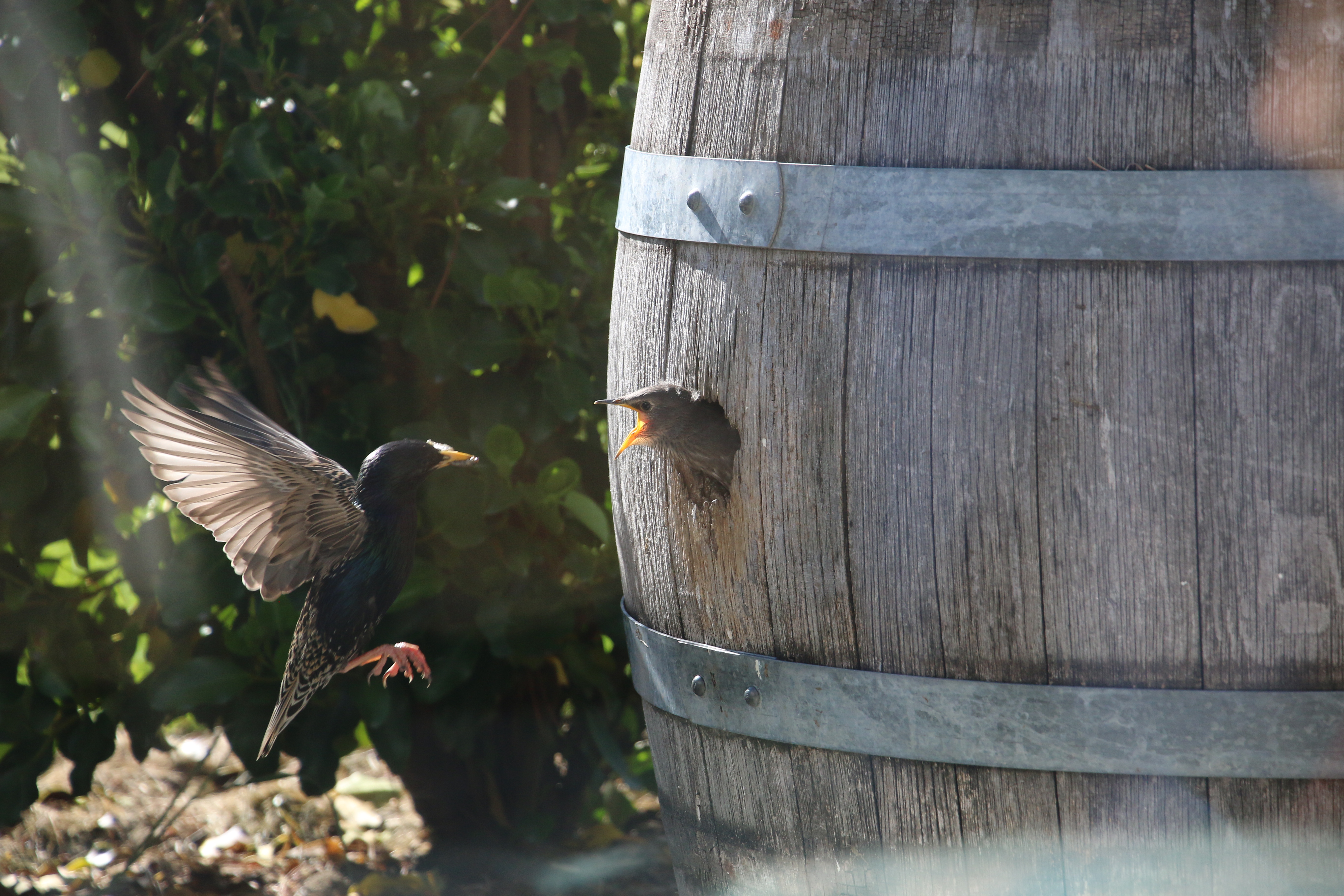 Name:  Starling Feeding Young.JPG
Views: 487
Size:  6.96 MB