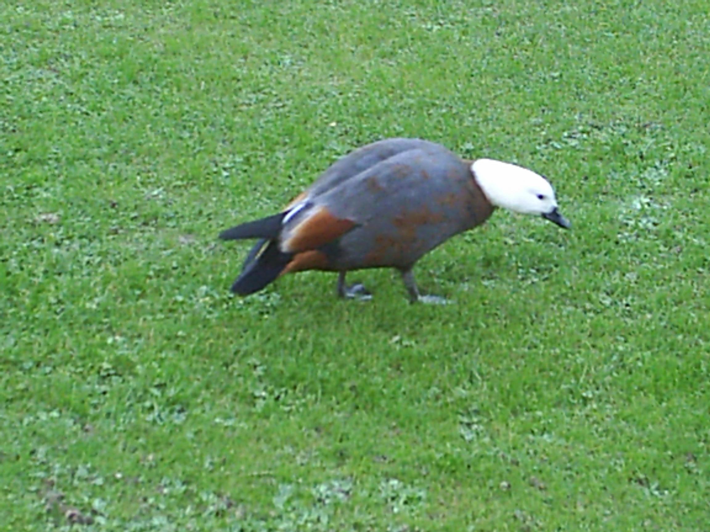 Name:  parry hen.jpg
Views: 803
Size:  376.6 KB