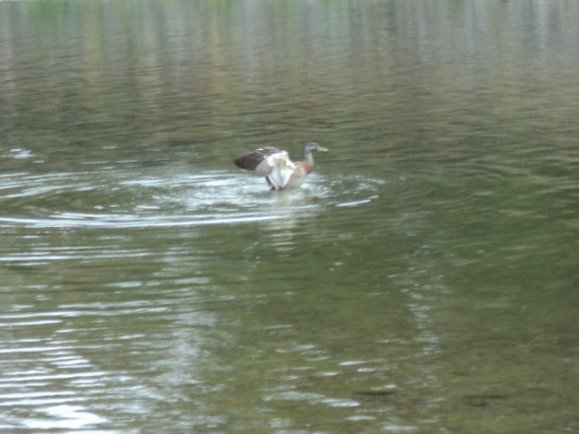Name:  picture 3416.jpg
Views: 600
Size:  161.4 KB