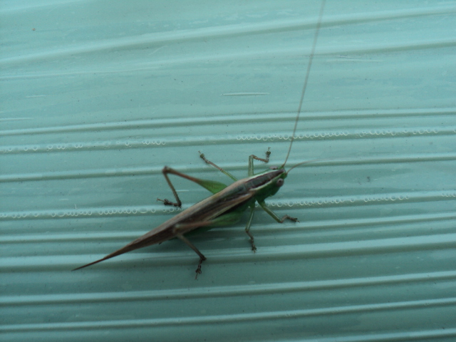 Name:  picture 3419.jpg
Views: 394
Size:  160.9 KB