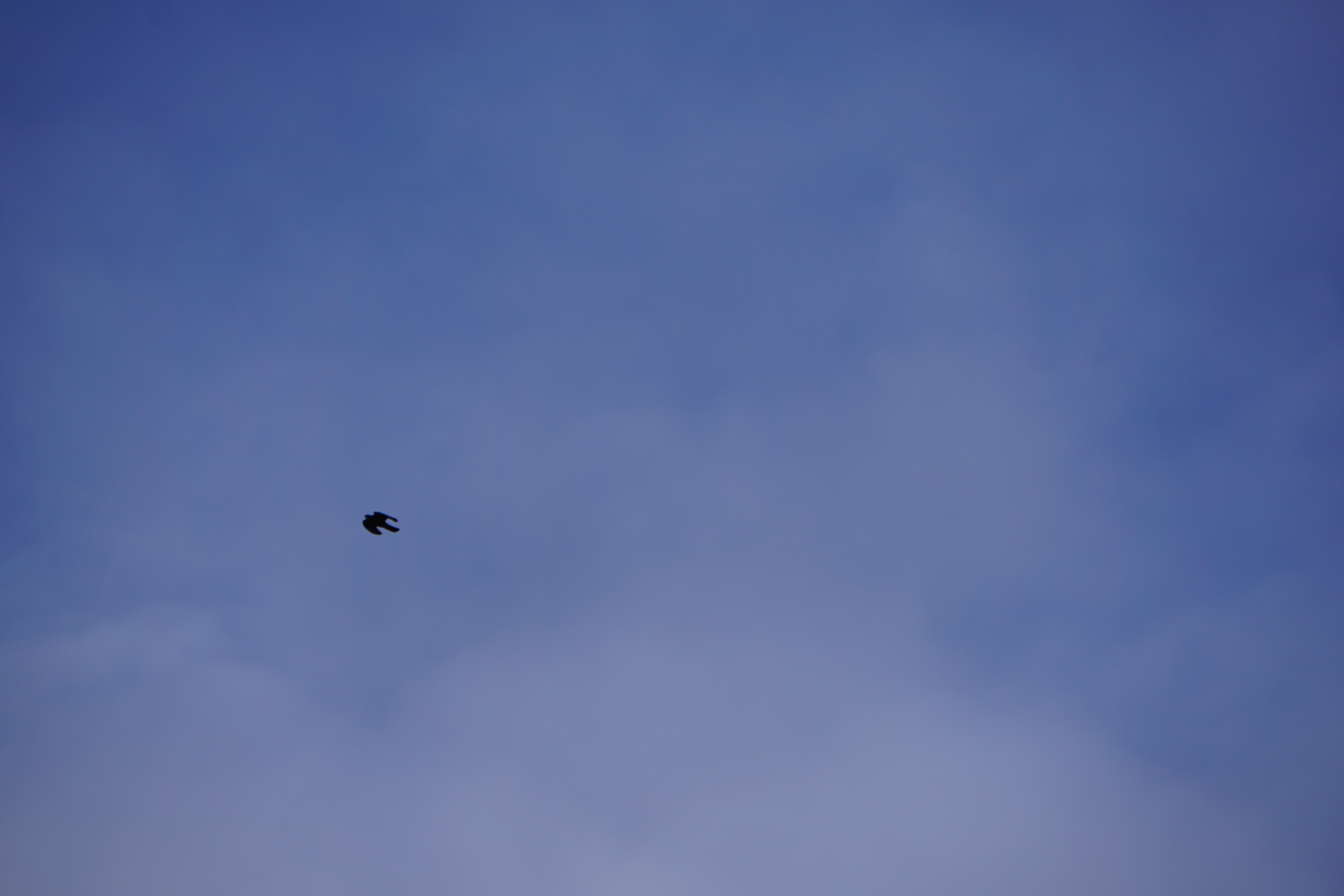 Name:  DSC02880.JPG
Views: 541
Size:  4.09 MB