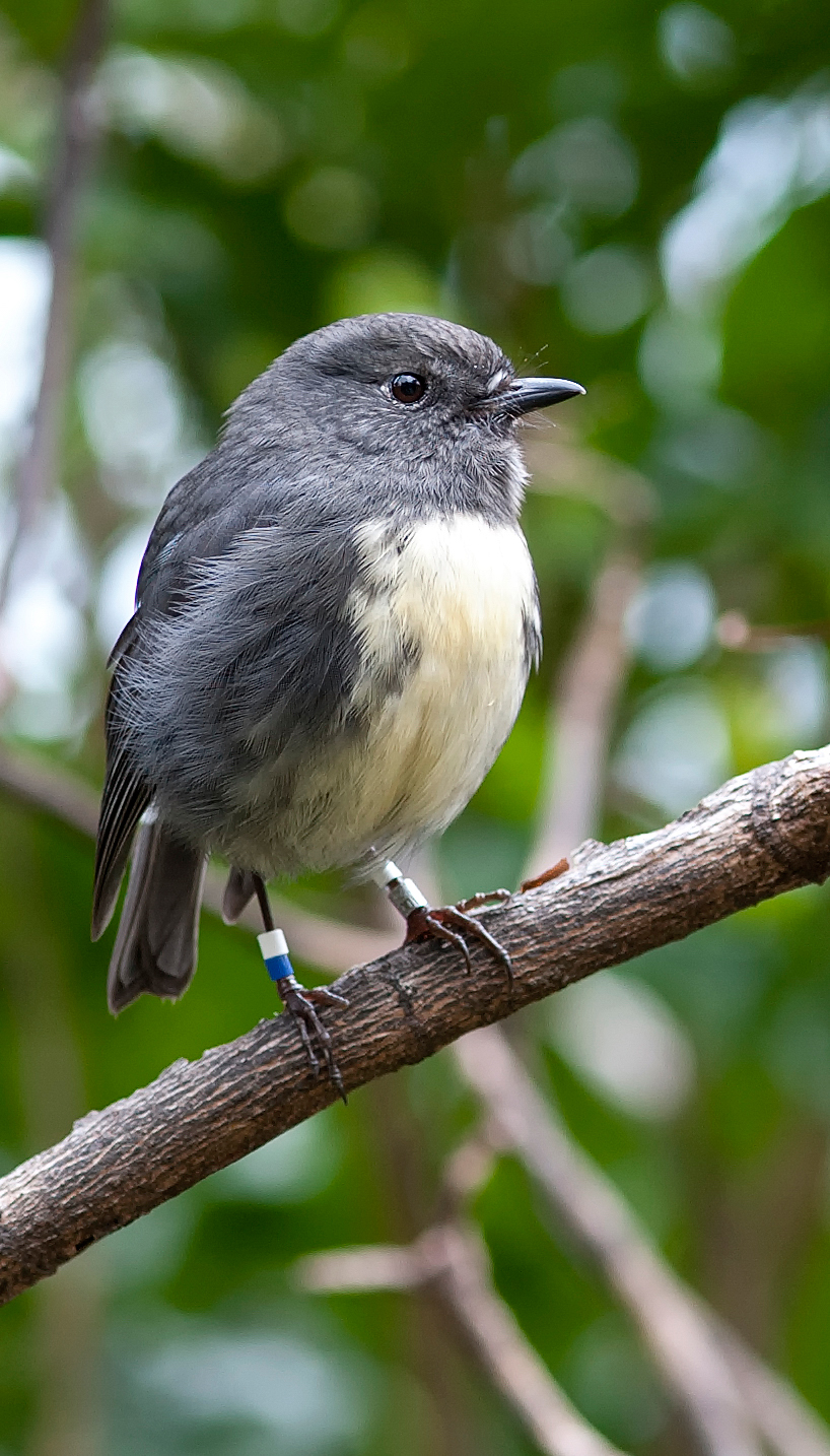 Name:  Bush-robin.jpg
Views: 1243
Size:  835.7 KB
