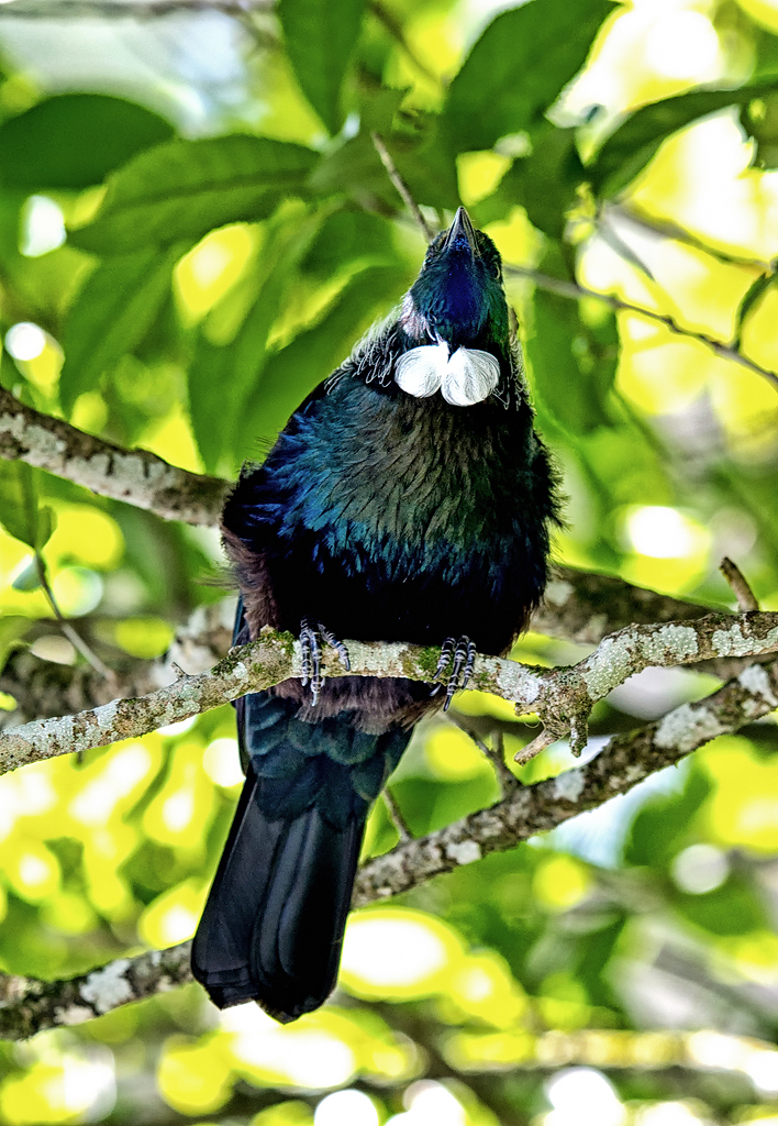 Name:  tui-copy.jpg
Views: 639
Size:  674.5 KB