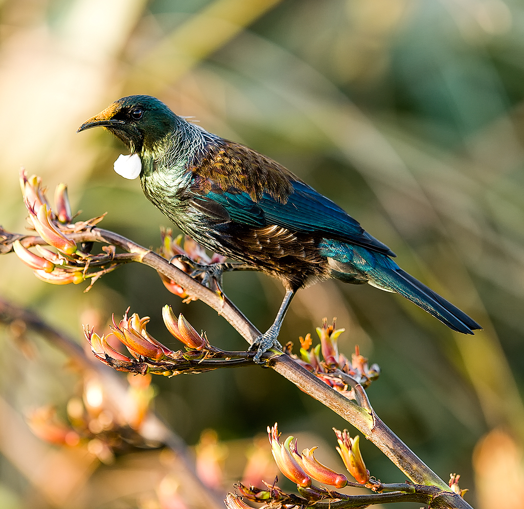 Name:  tui1.jpg
Views: 1200
Size:  904.7 KB