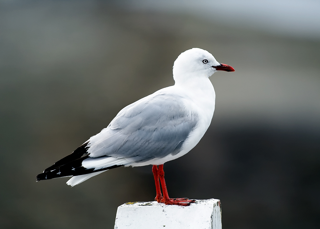 Name:  Seagull-copy.jpg
Views: 1651
Size:  283.8 KB