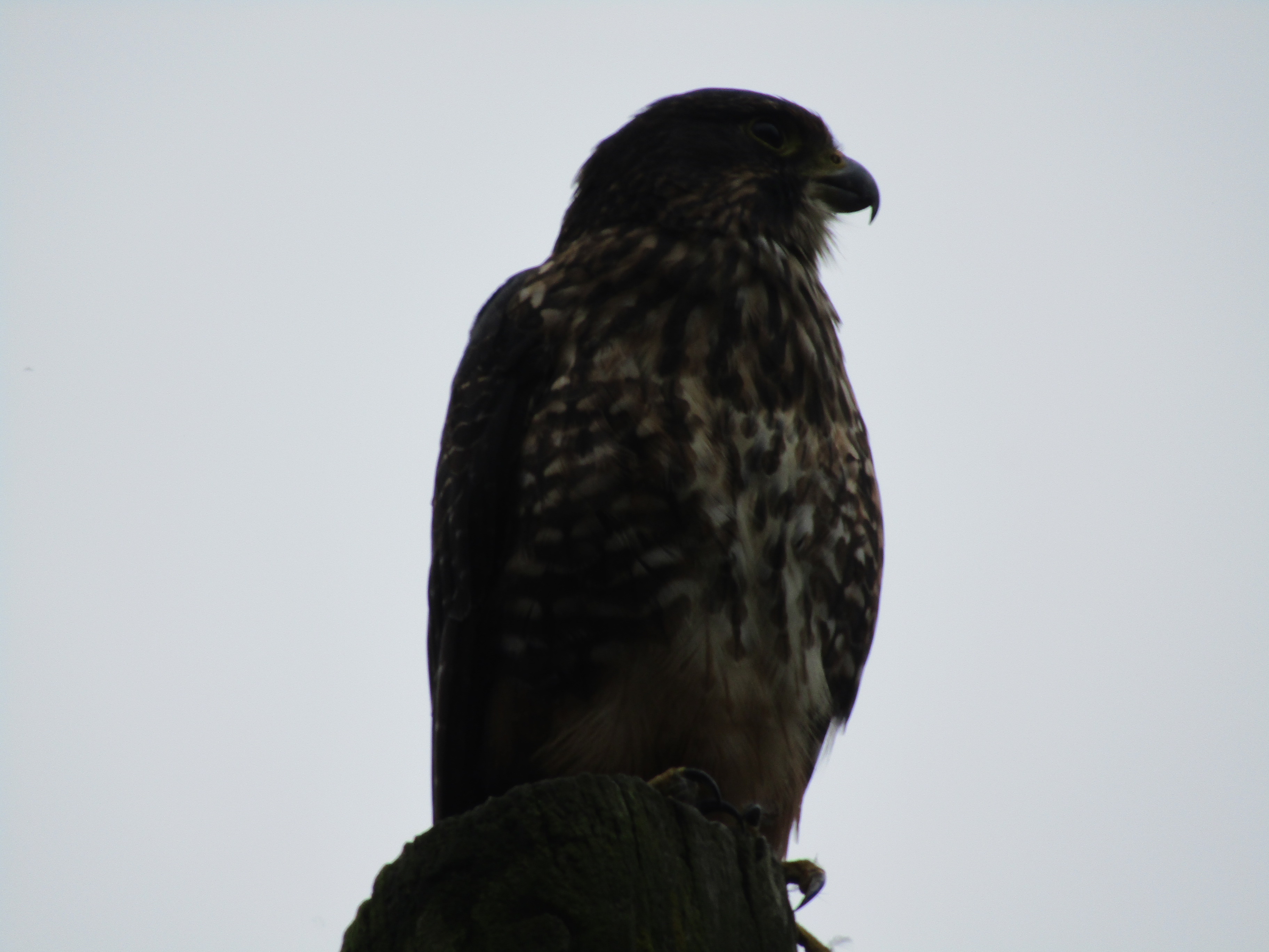 Name:  IMG_0711.JPG
Views: 270
Size:  1.87 MB