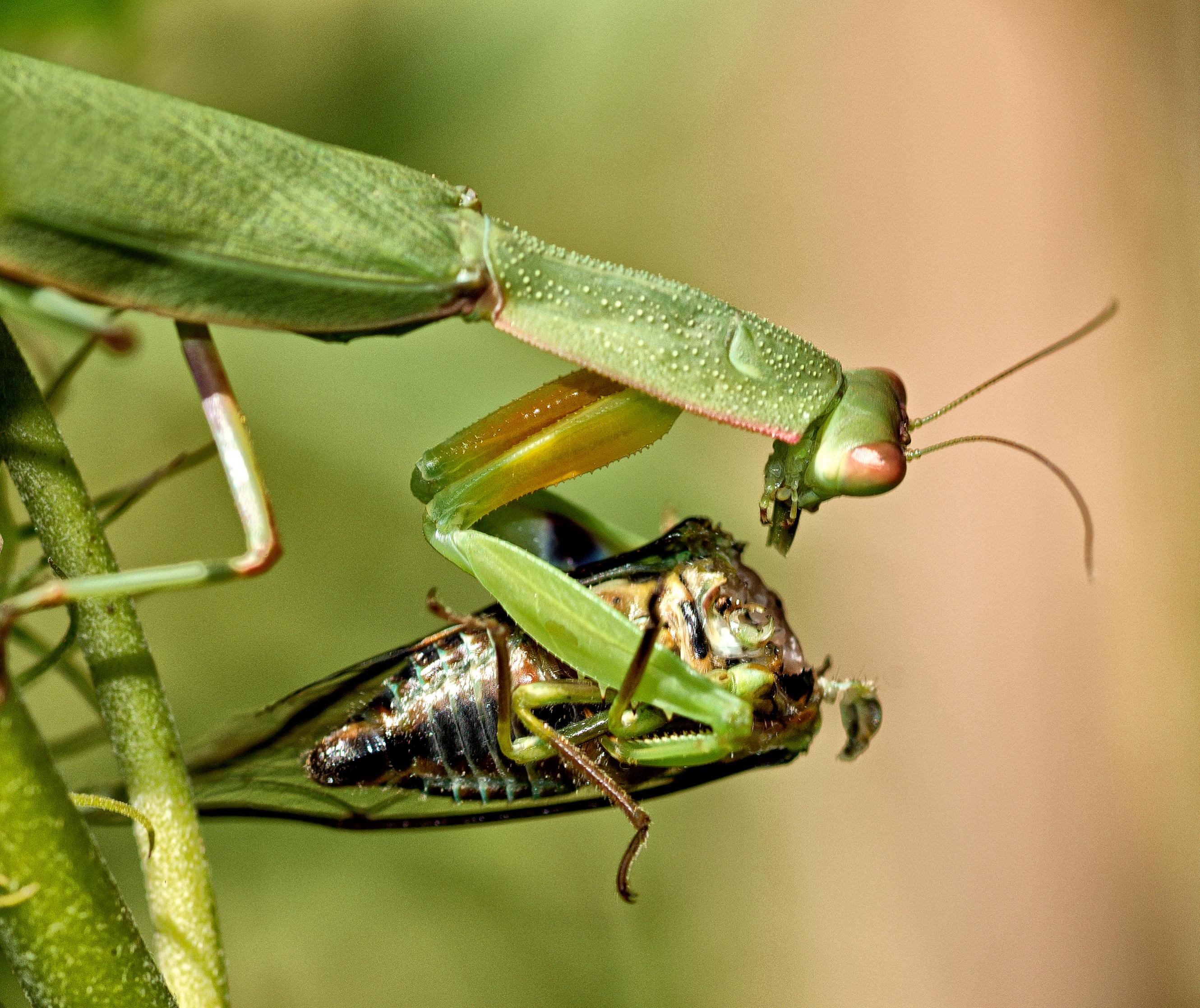 Name:  praying-mantis.jpg
Views: 243
Size:  980.7 KB