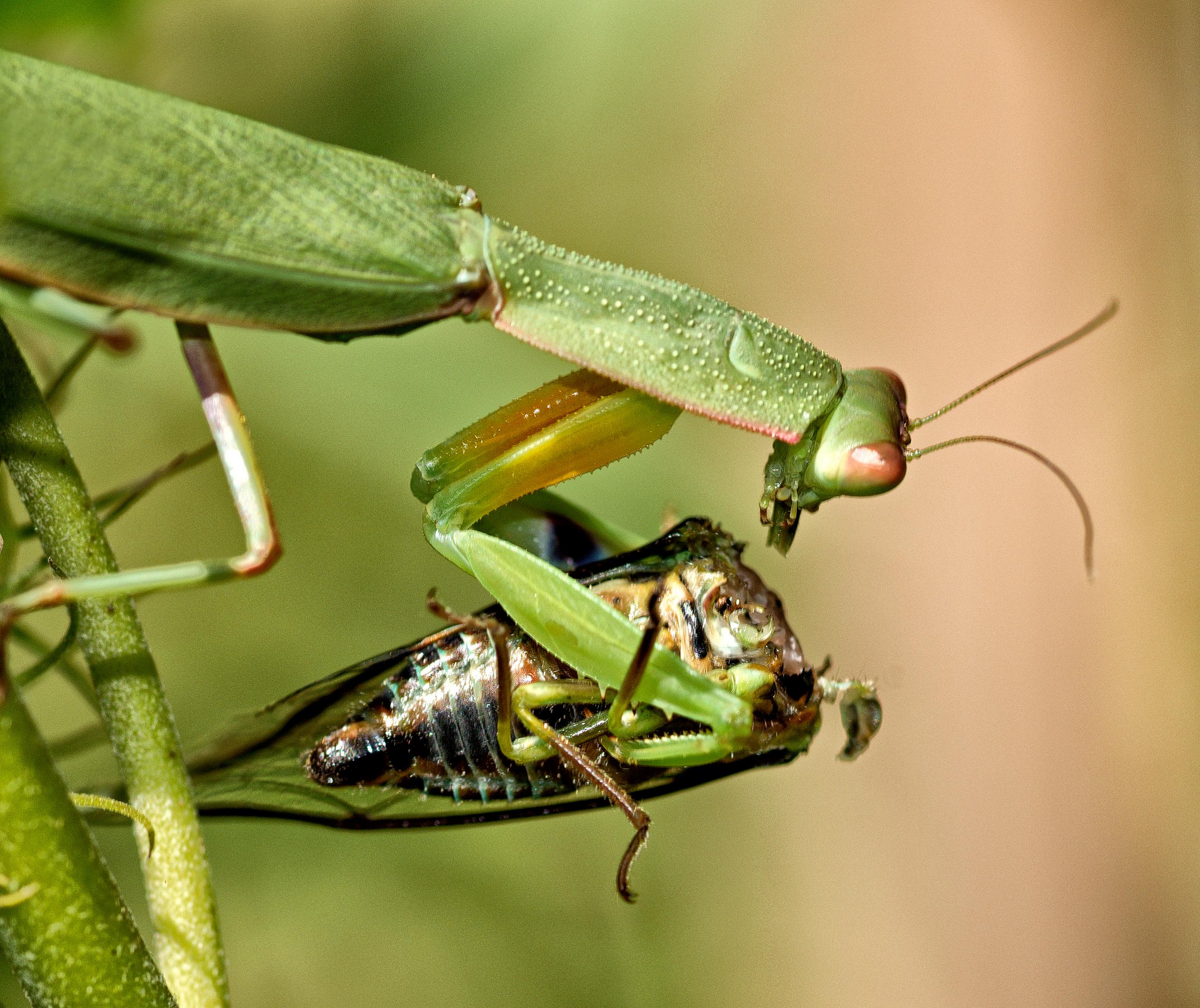 Name:  praying-mantis.jpg
Views: 226
Size:  980.7 KB