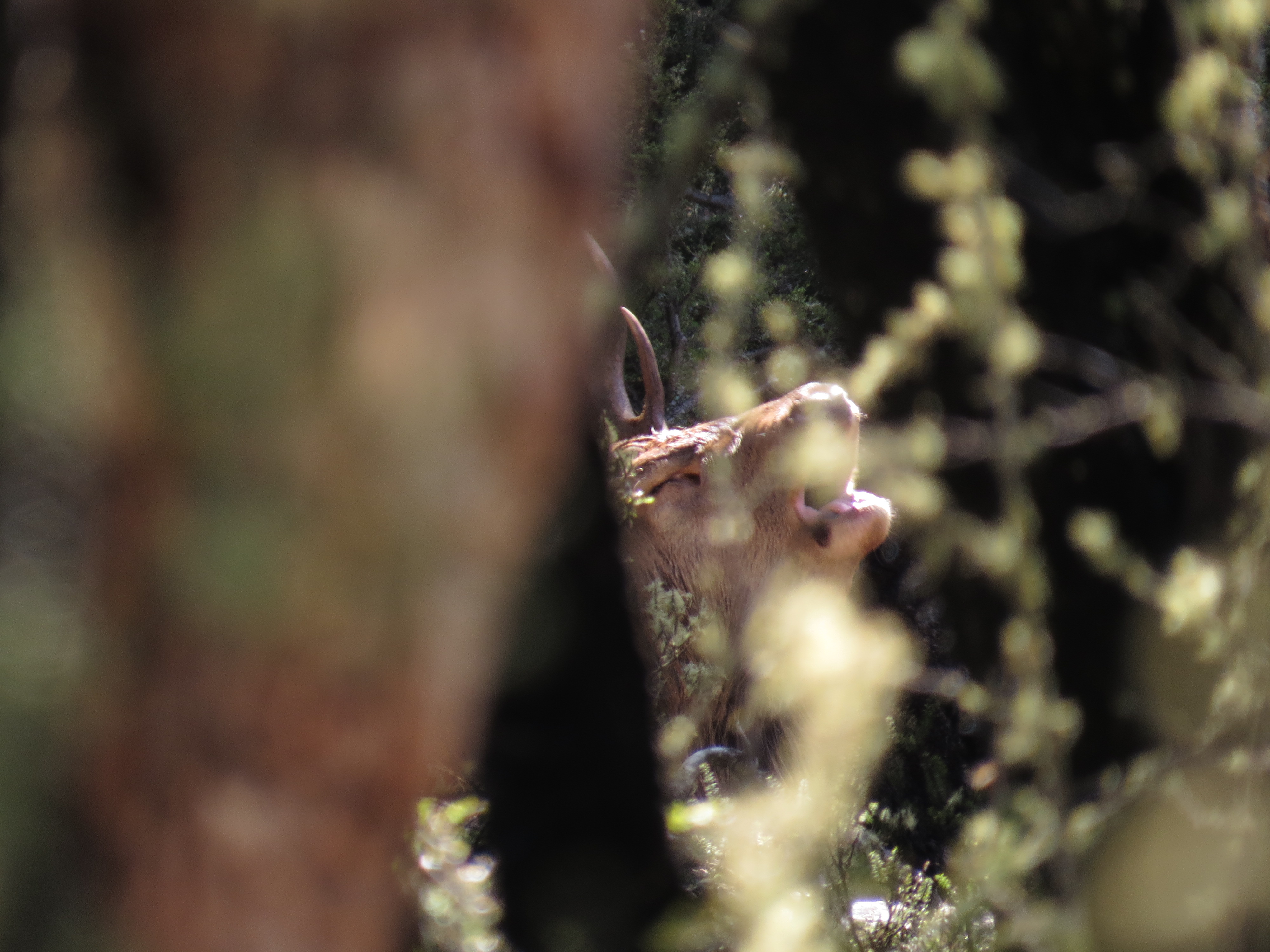 Name:  IMG_4963.JPG
Views: 638
Size:  2.52 MB