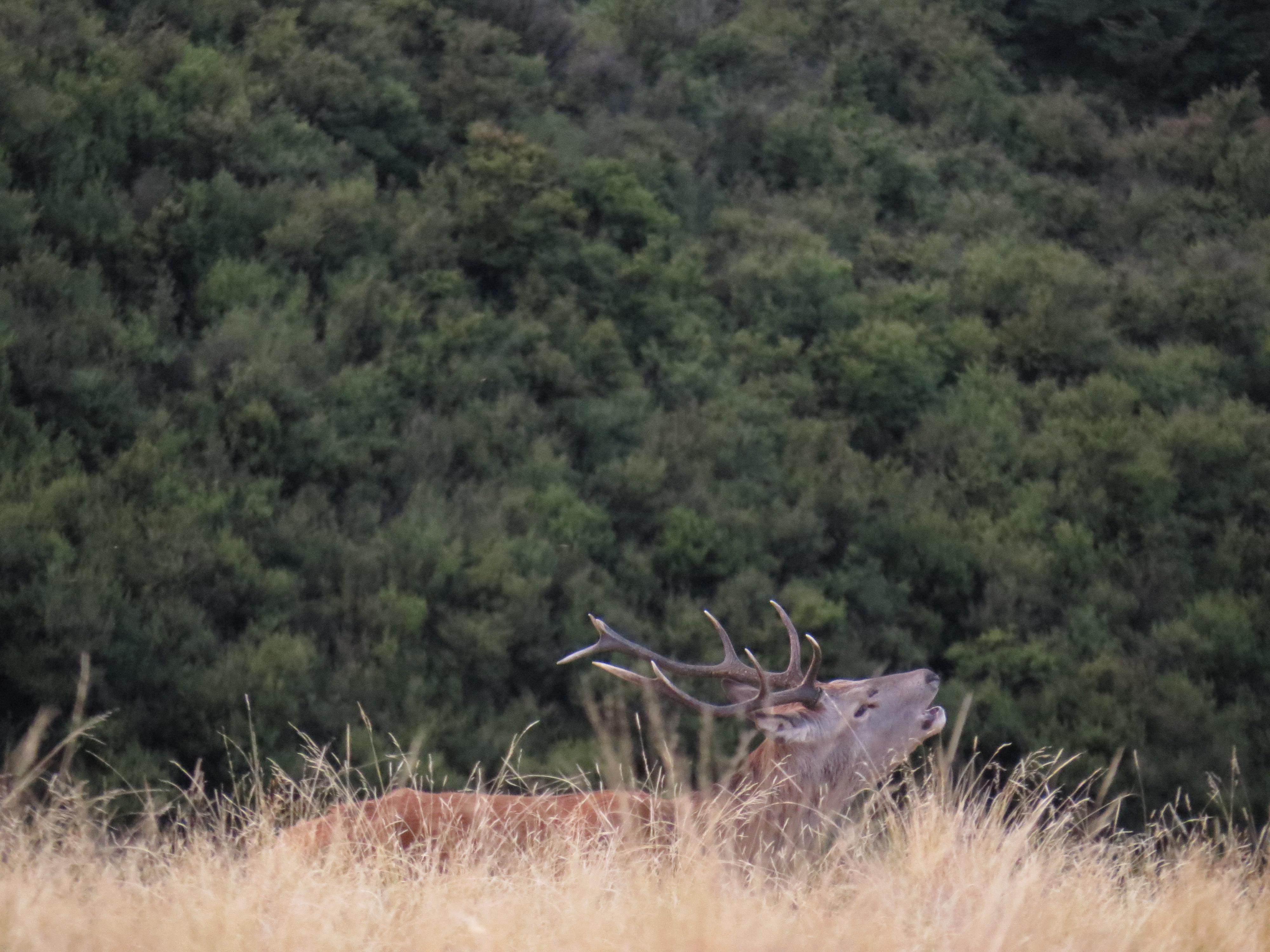 Name:  IMG_4914.JPG
Views: 618
Size:  3.35 MB