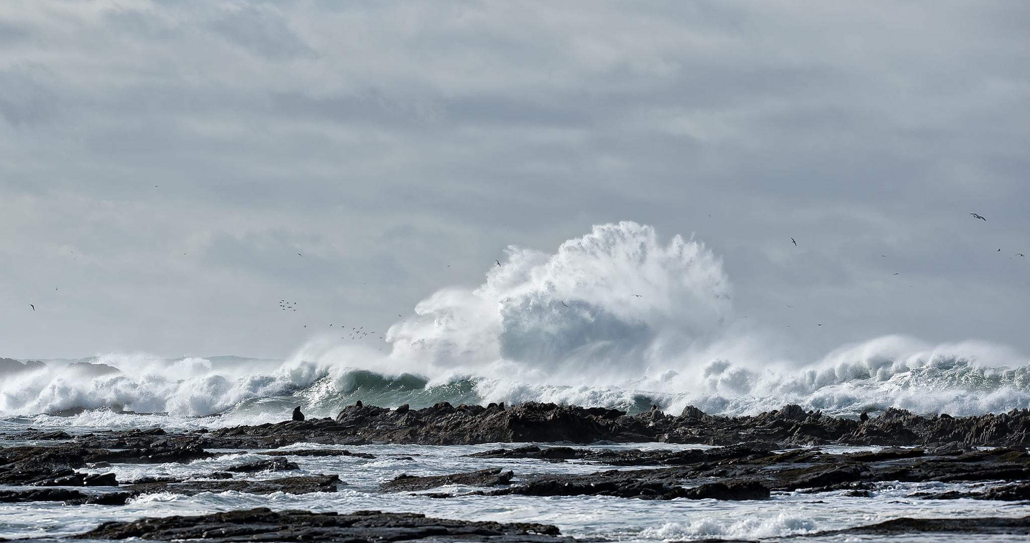 Name:  seals-in-surf.jpg
Views: 910
Size:  230.2 KB