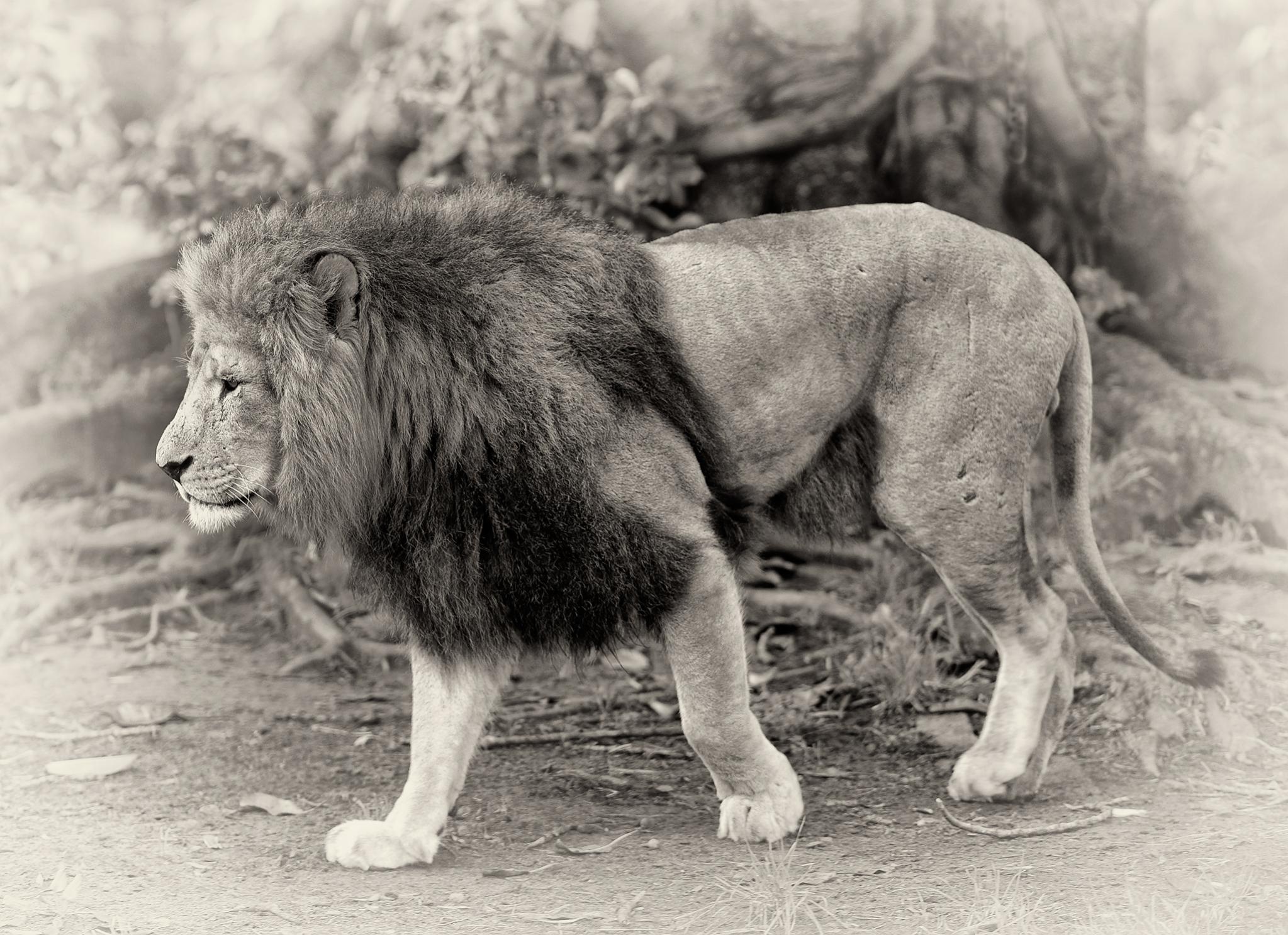 Name:  lion.jpg
Views: 942
Size:  408.8 KB