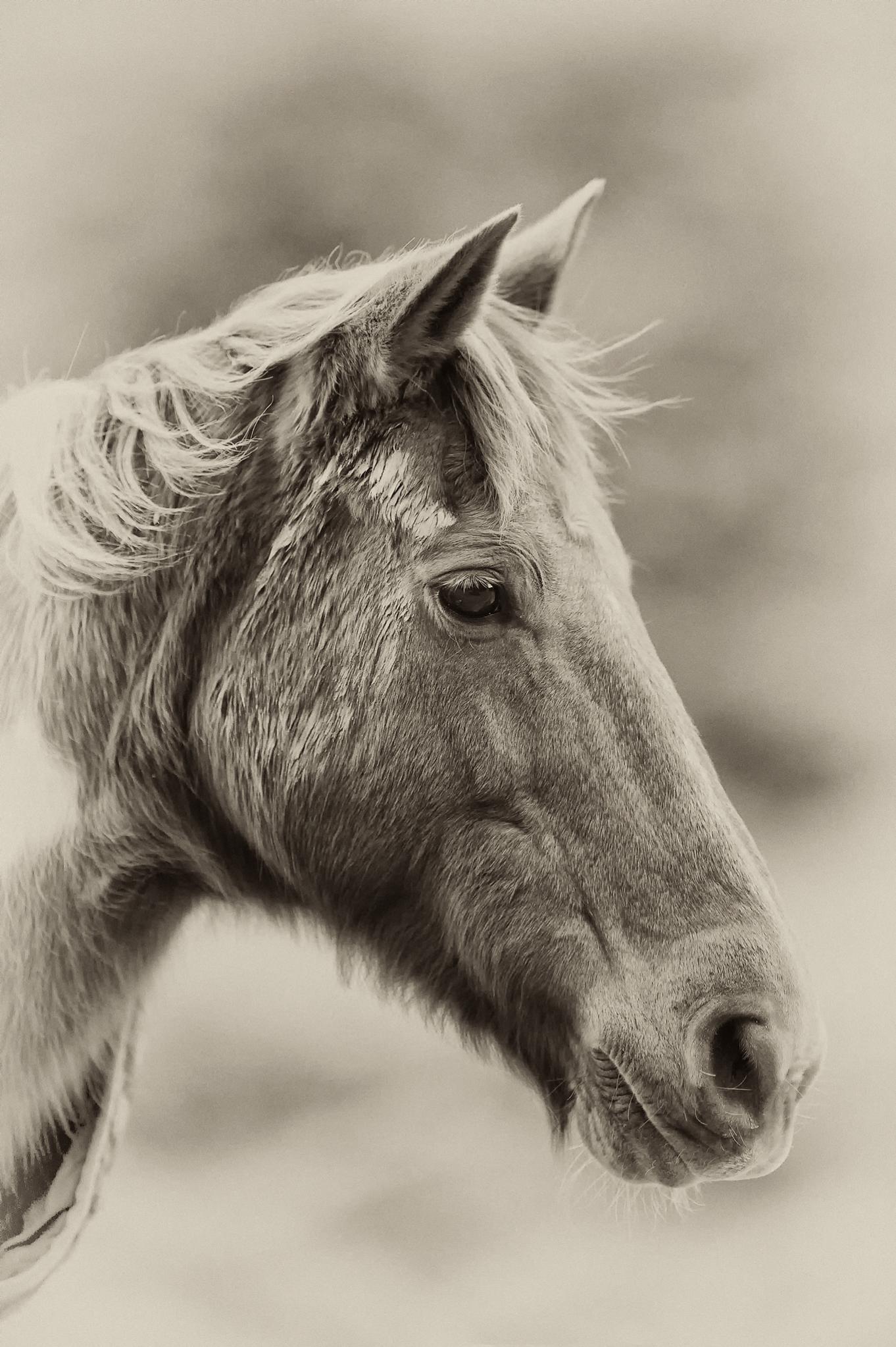 Name:  farm-horse.jpg
Views: 952
Size:  312.3 KB
