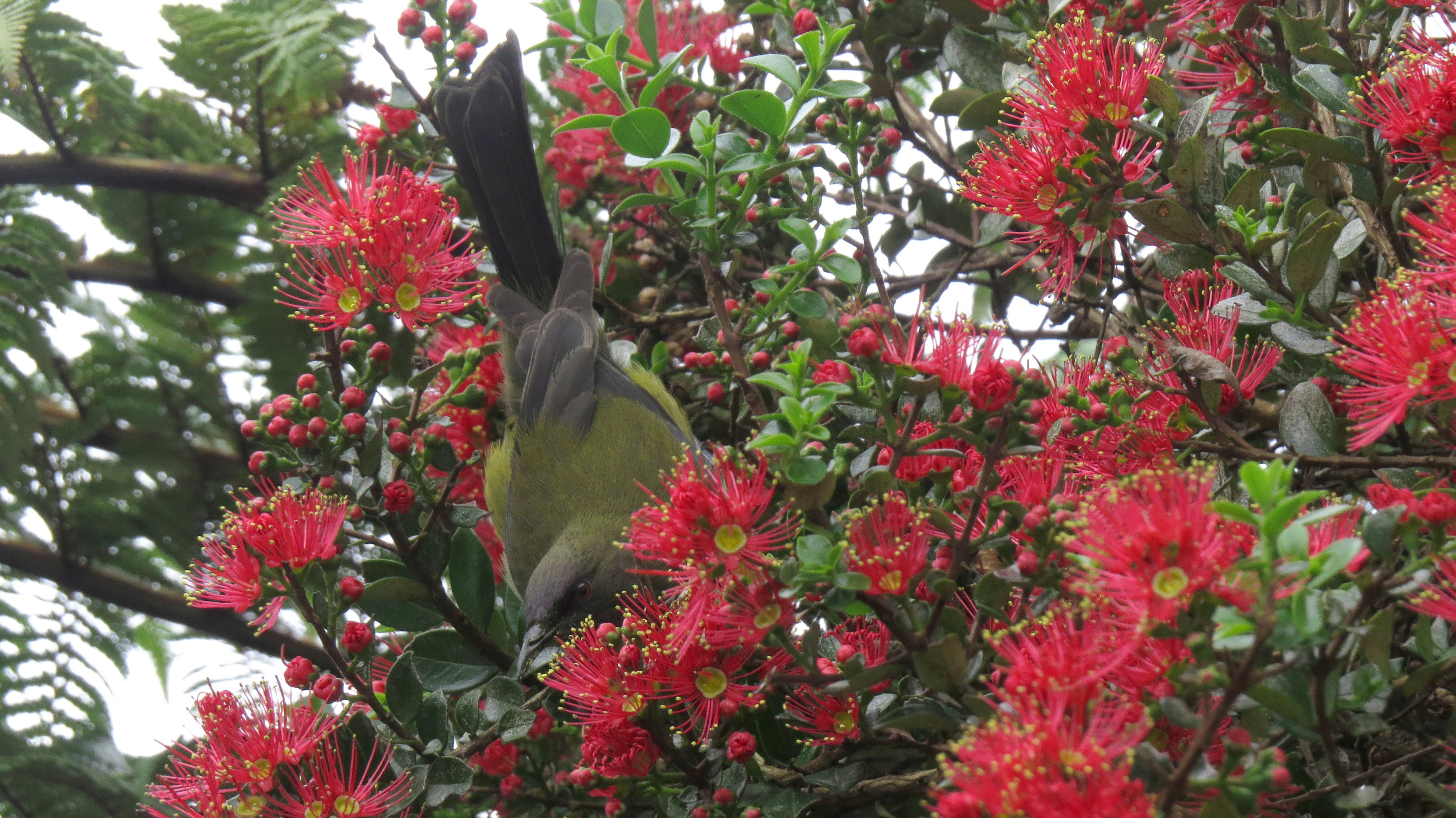 Name:  bellbird and rata IV.jpg
Views: 362
Size:  1.89 MB