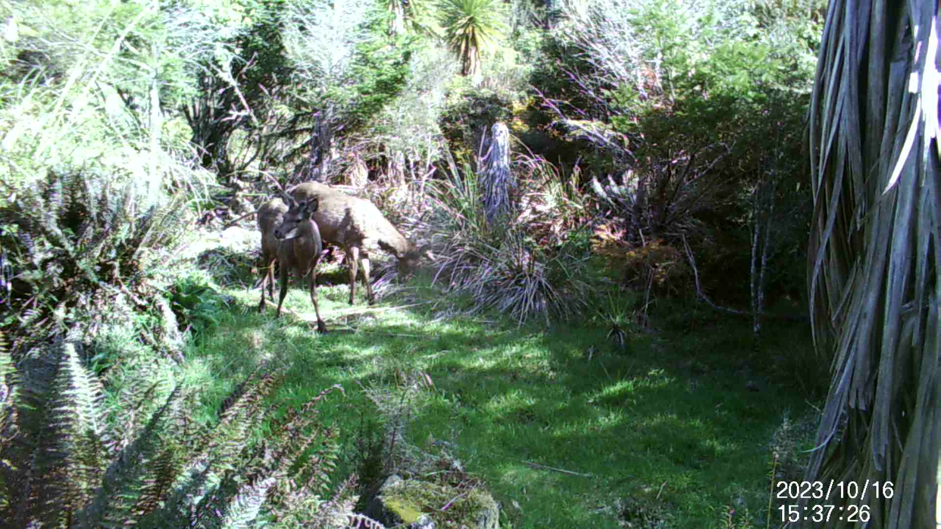 Name:  IMAG0585 - frame at 0m5s.jpg
Views: 495
Size:  388.7 KB