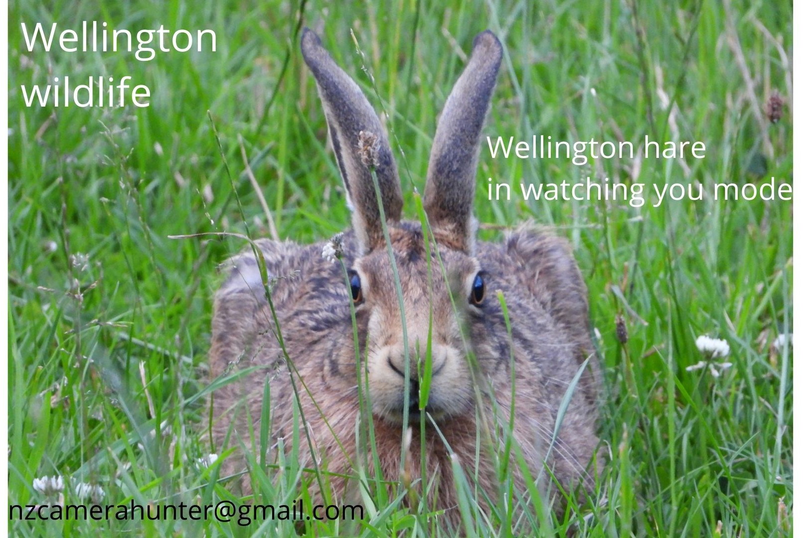 Name:  Wellington hare in watching you mode.jpg
Views: 562
Size:  436.9 KB