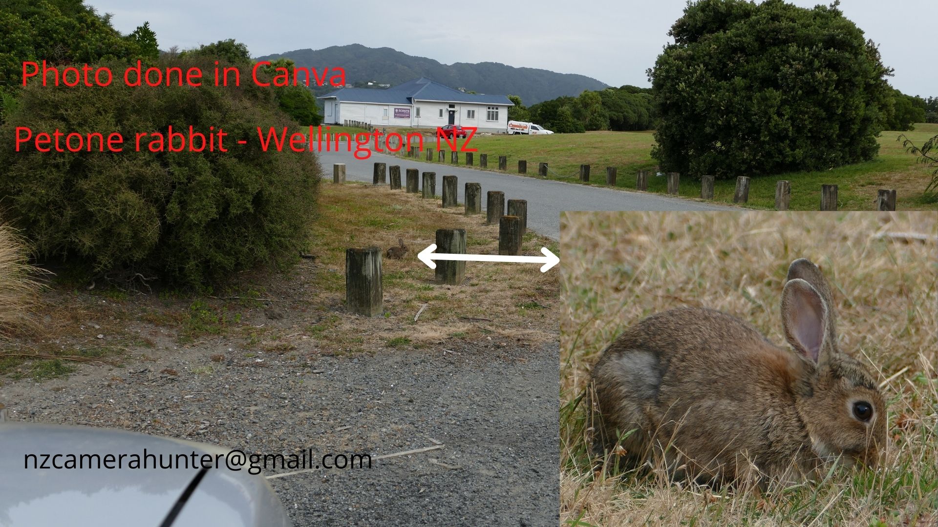 Name:  Petone rabbit.jpg
Views: 575
Size:  469.8 KB