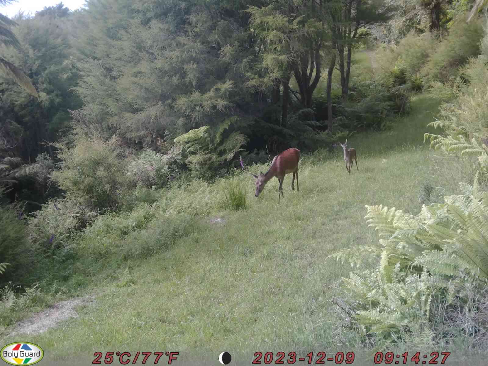 Name:  hind and fawn.JPG
Views: 272
Size:  154.9 KB