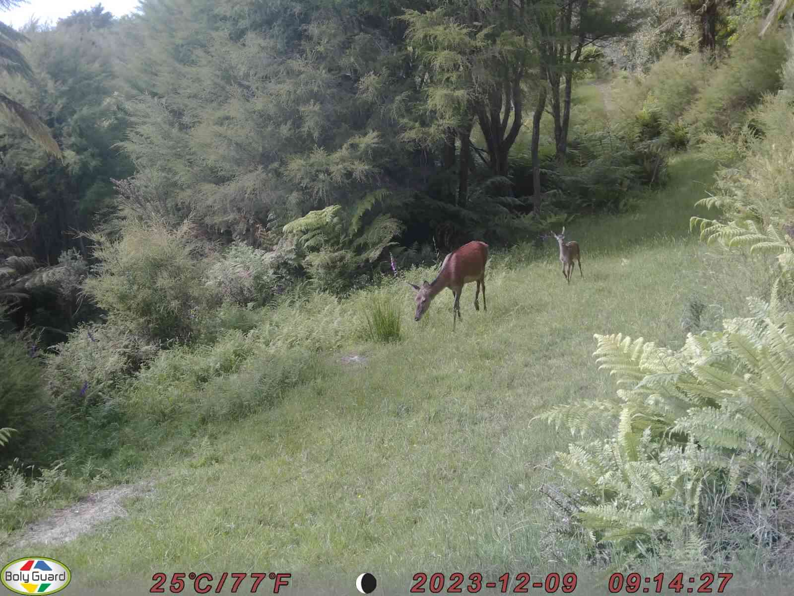 Name:  hind and fawn.JPG
Views: 416
Size:  154.9 KB