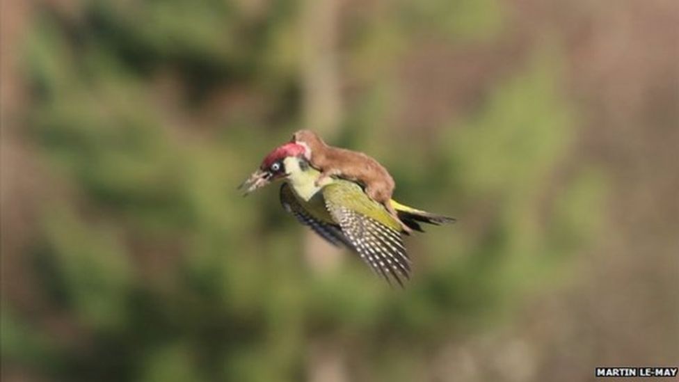 Name:  _81366899_woodpeckerweasel.jpg
Views: 124
Size:  29.1 KB