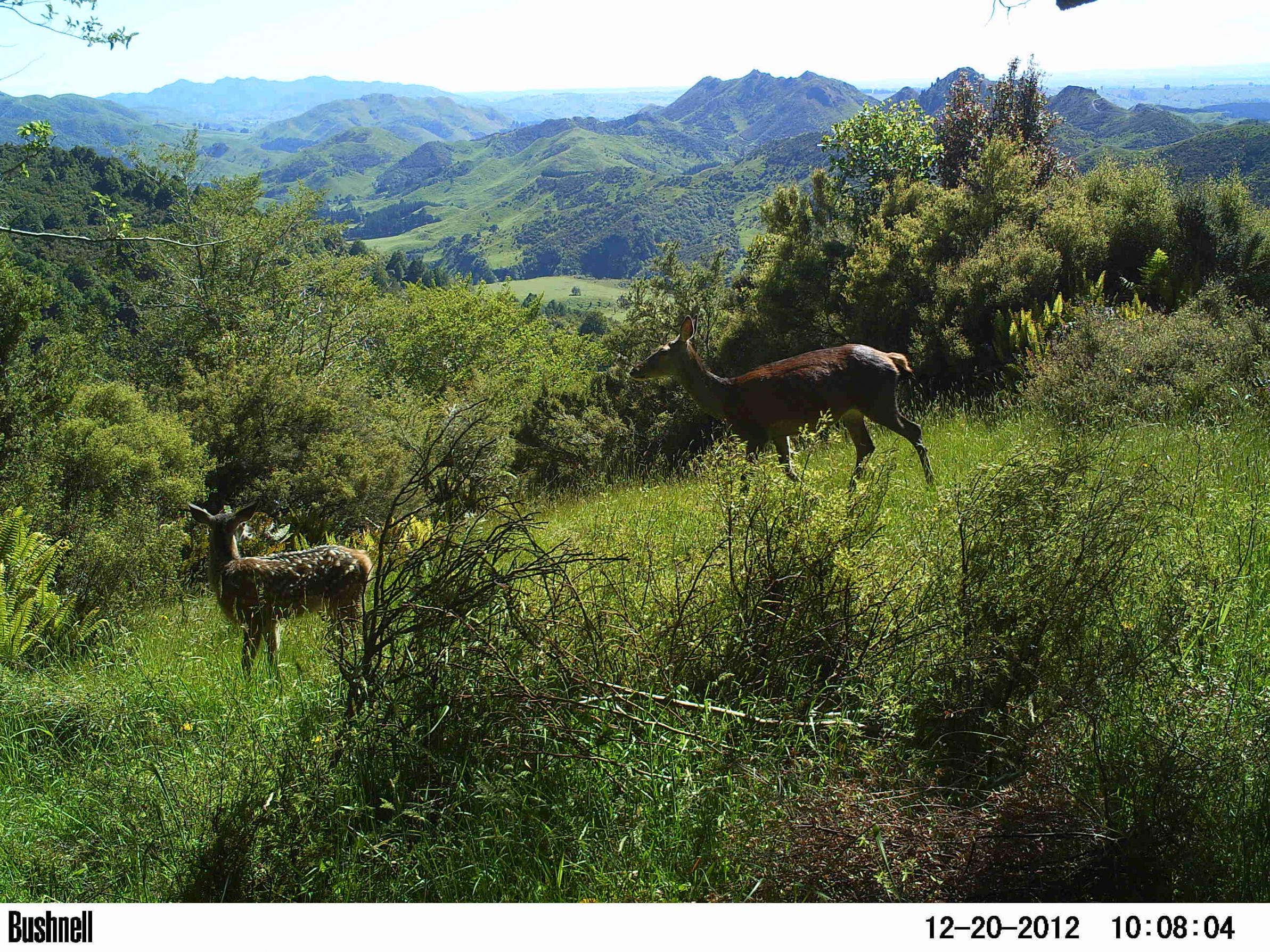 Name:  hind+fawn kashmir.jpg
Views: 1060
Size:  1.04 MB
