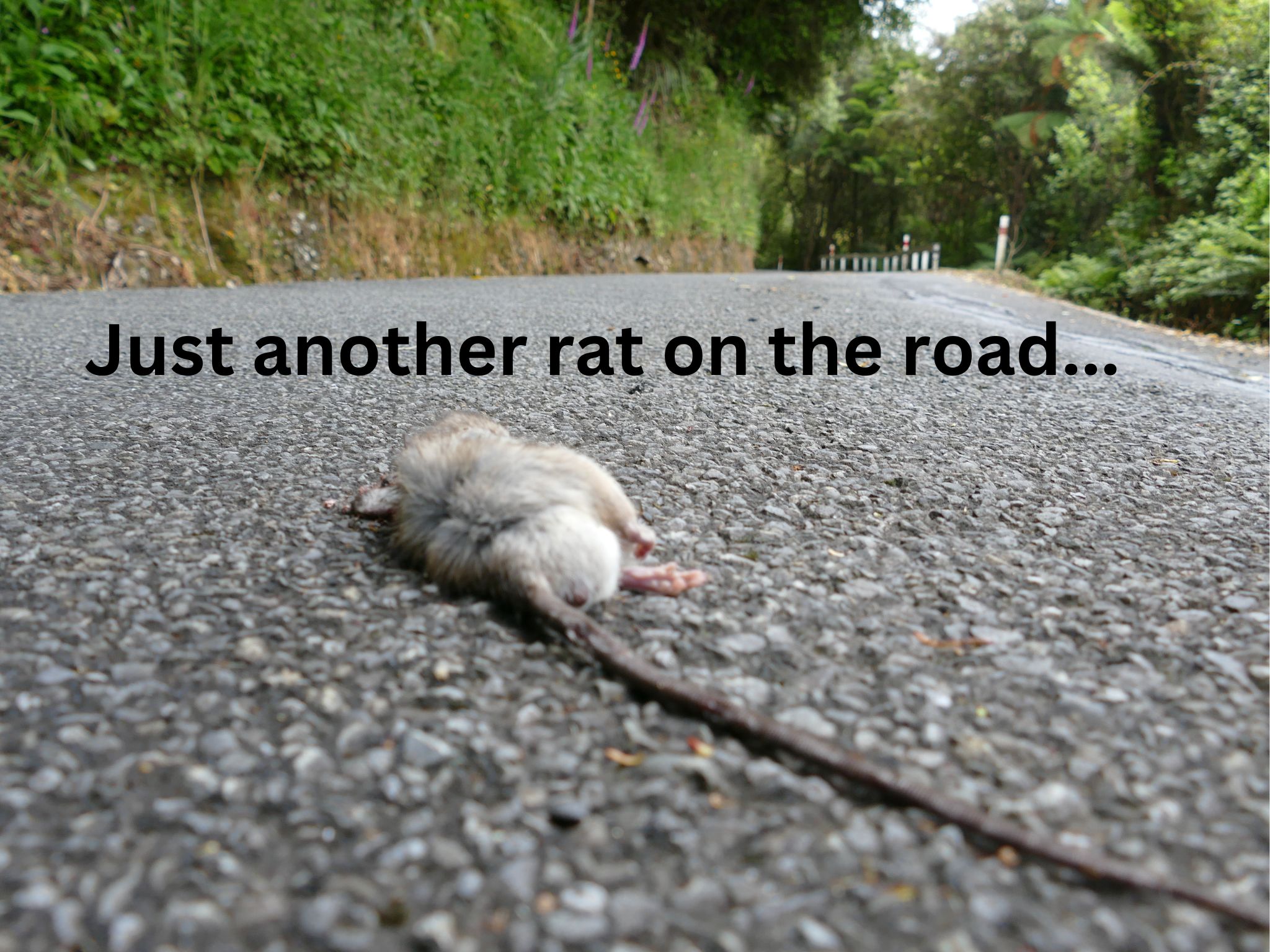 Name:  RAT.jpg
Views: 482
Size:  475.6 KB