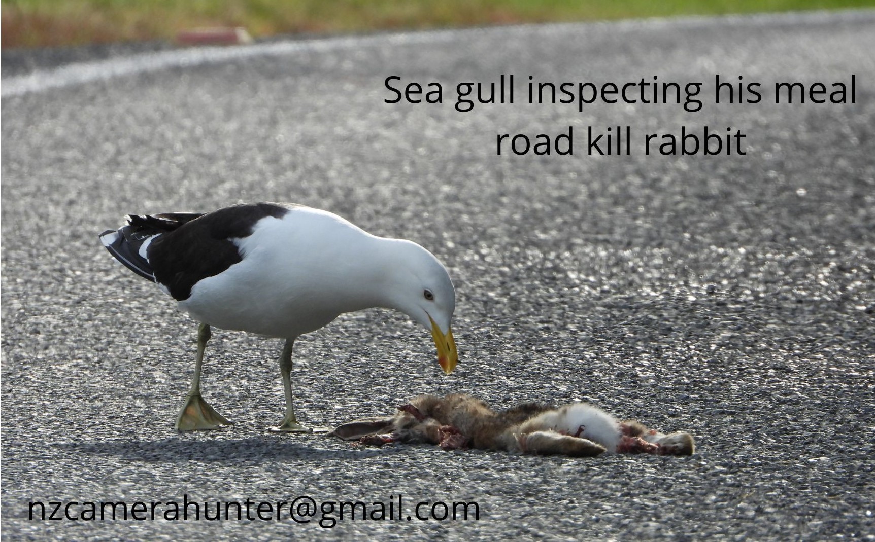 Name:  Sea gull1.jpg
Views: 459
Size:  562.0 KB