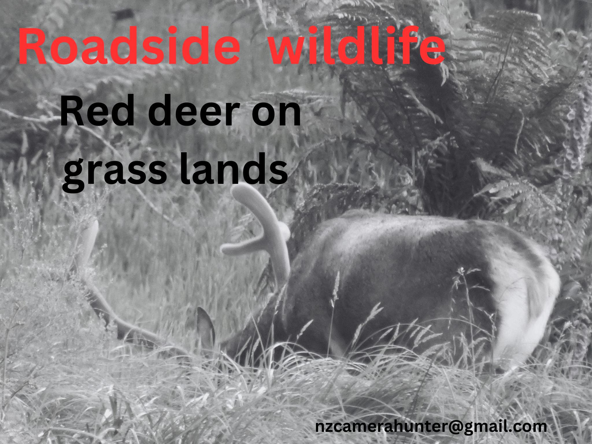 Name:  red deer 2024.jpg
Views: 413
Size:  391.9 KB